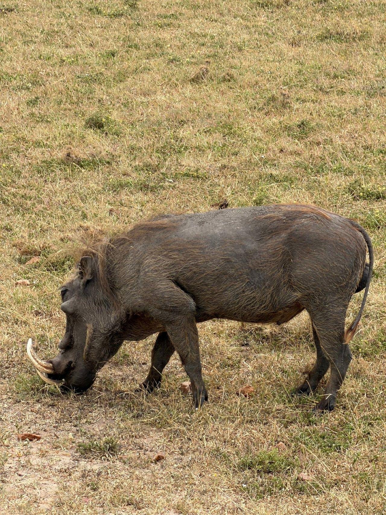 3-Day Maasai Mara Shared Jeep Safari from Nairobi