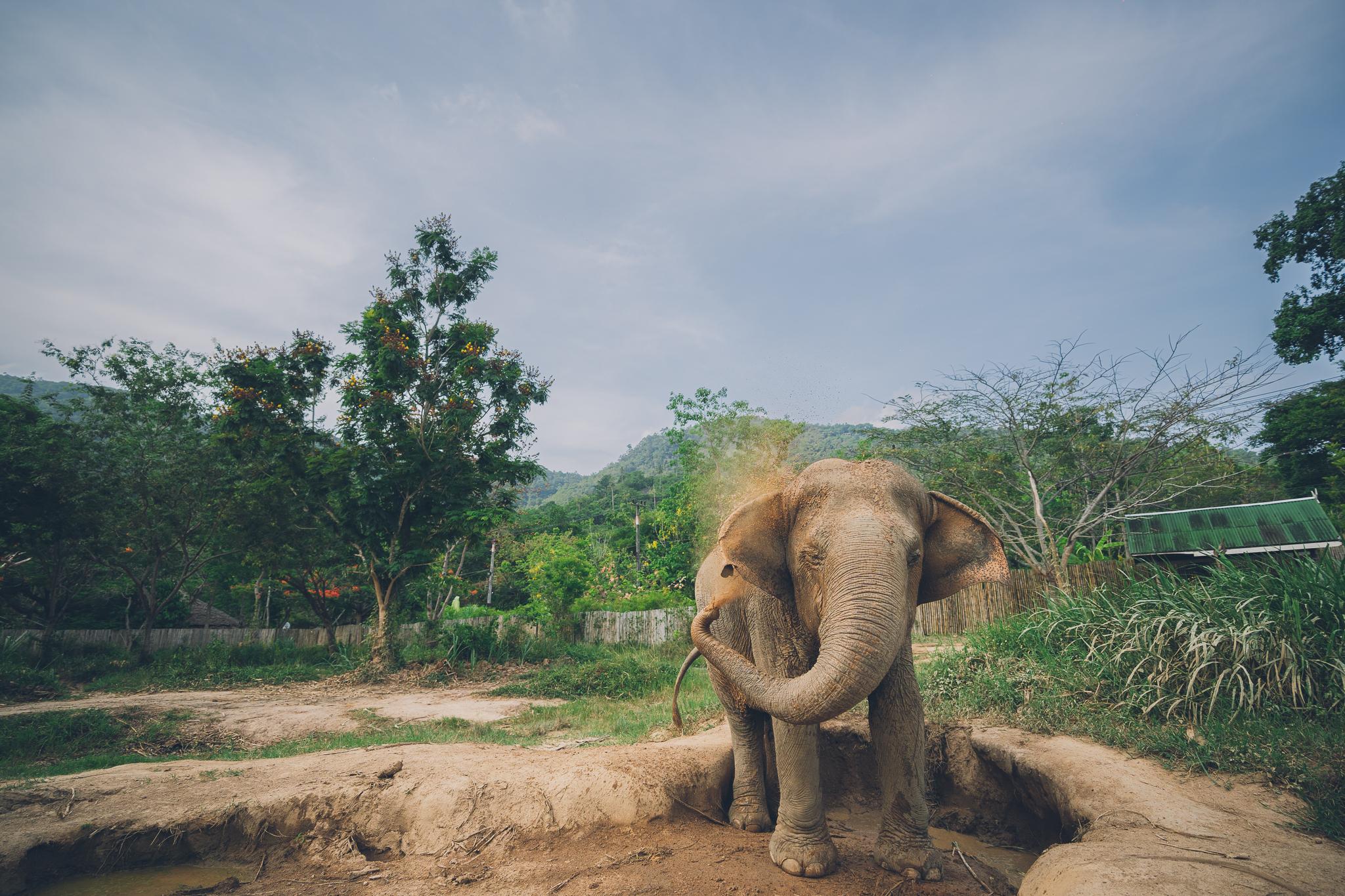 Koh Samui Ethical Elephant Sanctuary Half-Day Experience