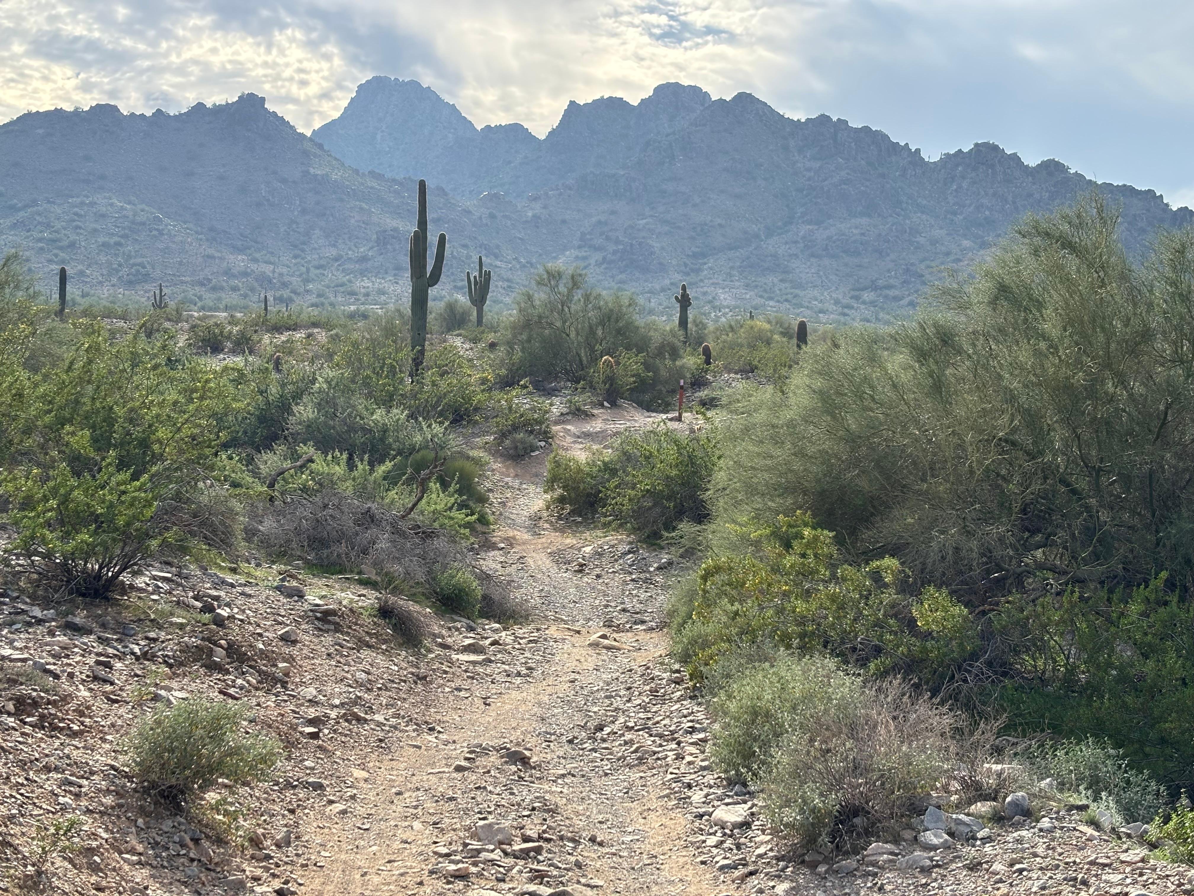 Sonoran Desert Mountain Biking Experience