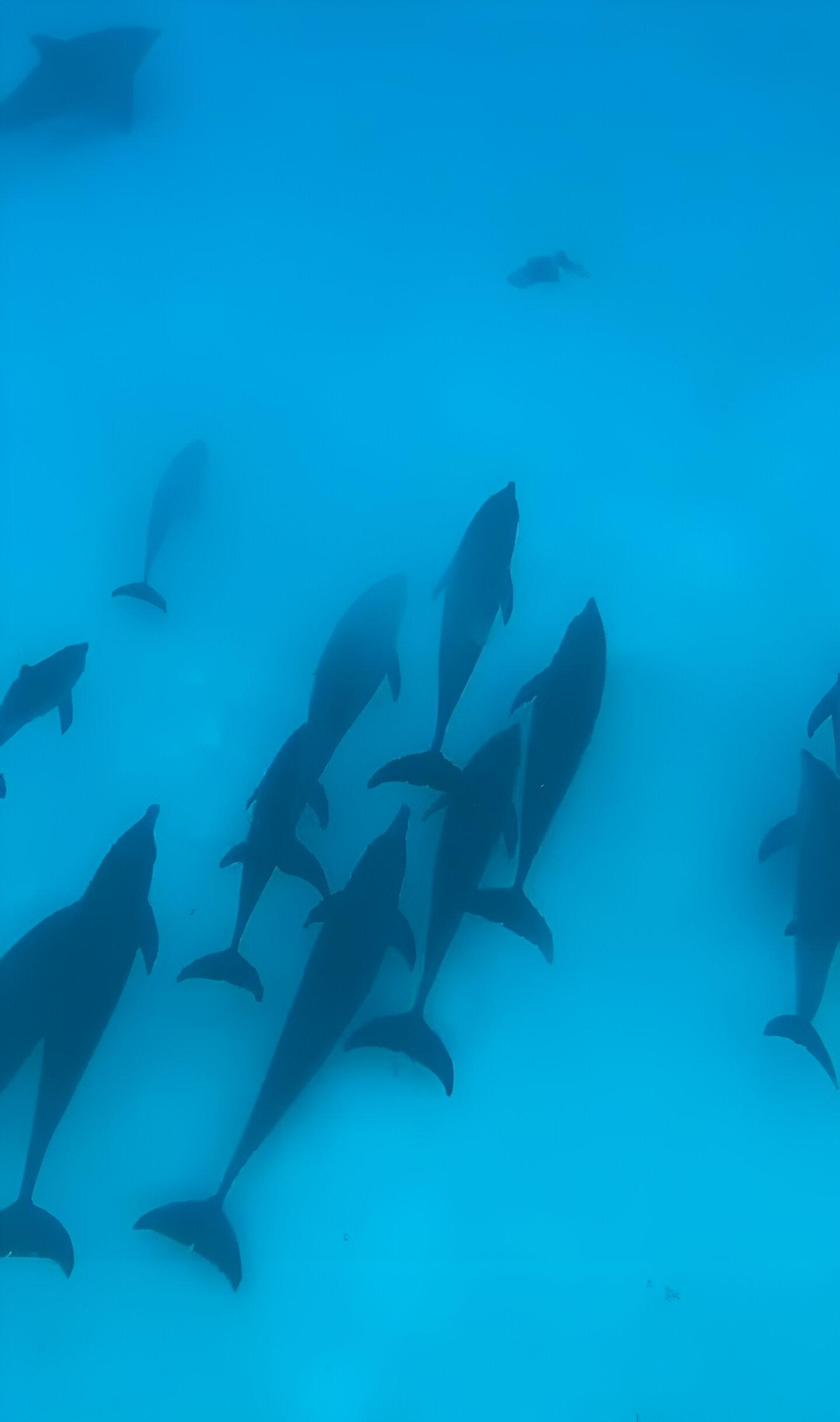Mnemba Island Dolphin Swim & Snorkeling Adventure