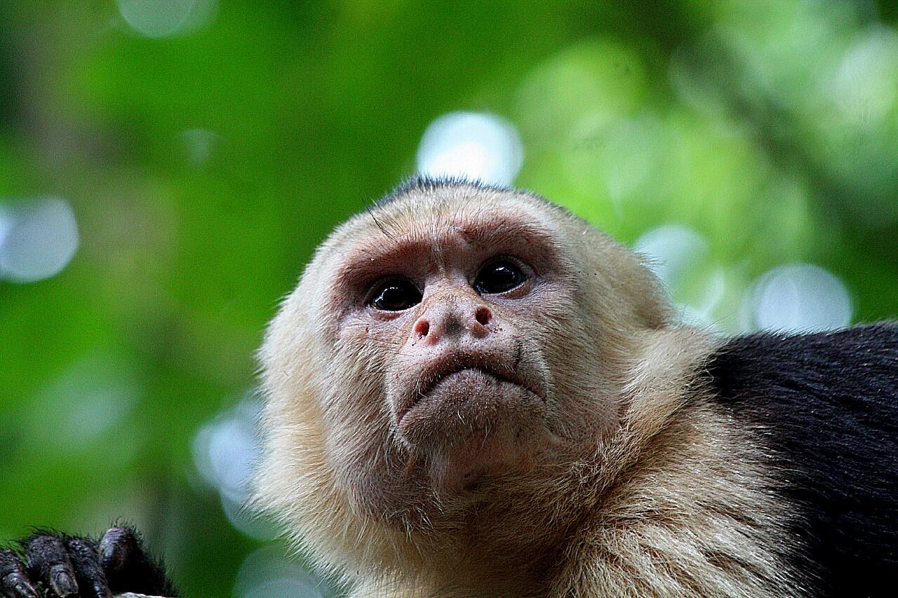 Manuel Antonio Park, Ticket and pick up only or parking