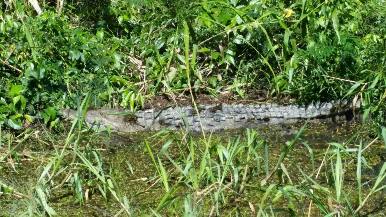 Monkey River Boat Safari & Rainforest Hike with Lunch