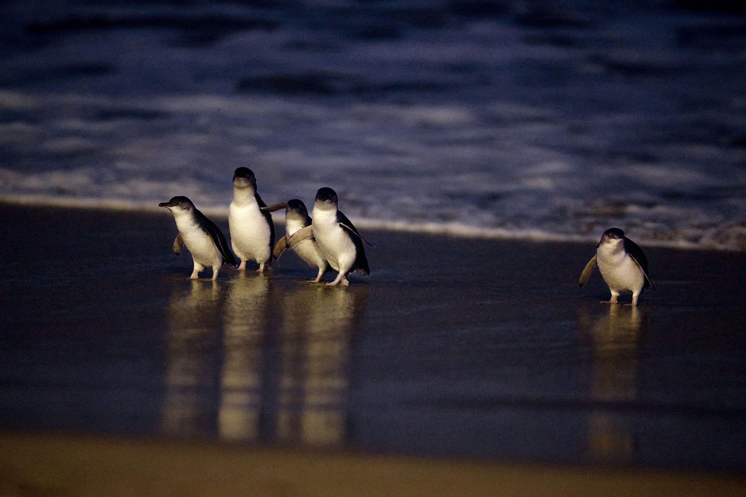 Luxury Phillip Island Penguin Parade & Wildlife Small-Group Tour