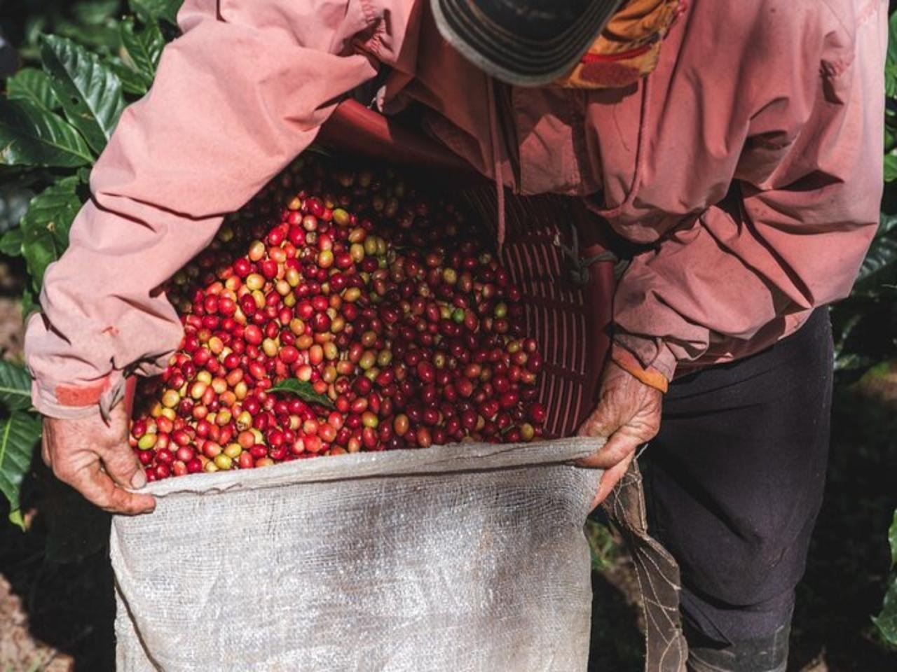 Monteverde Coffee Tour & Night Walk