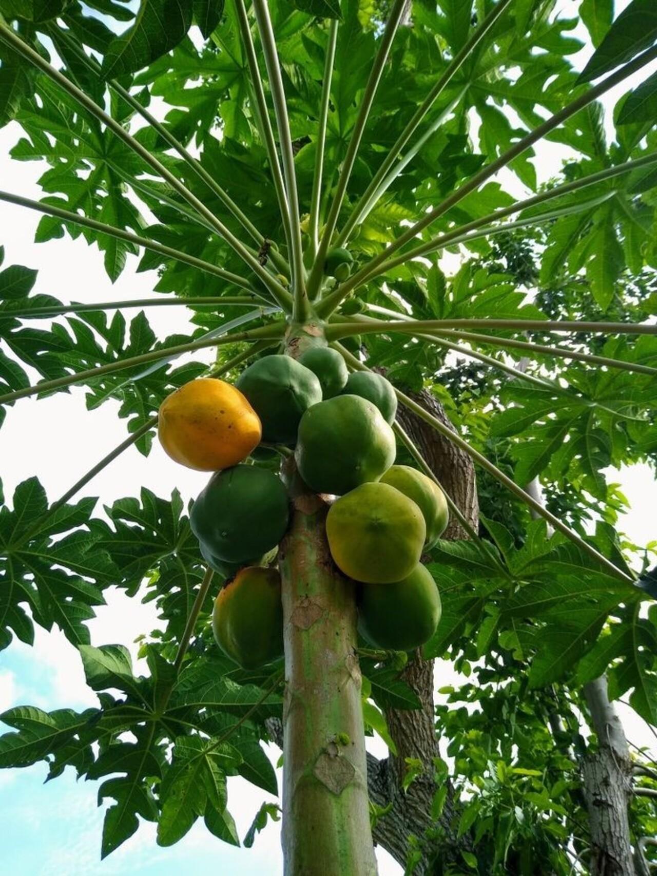 Zanzibar Private Spice Farm Tour with Local Guide