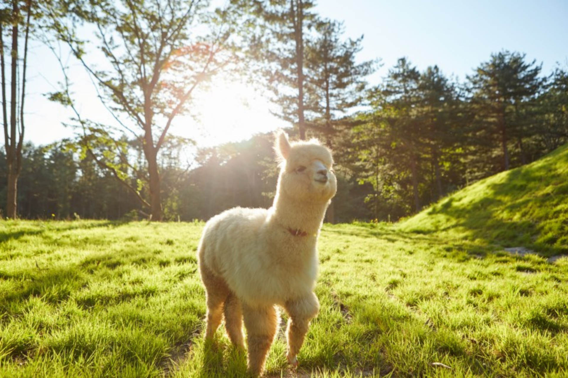 Alpaca World and Gangchon Rail Bike Day Trip from Seoul