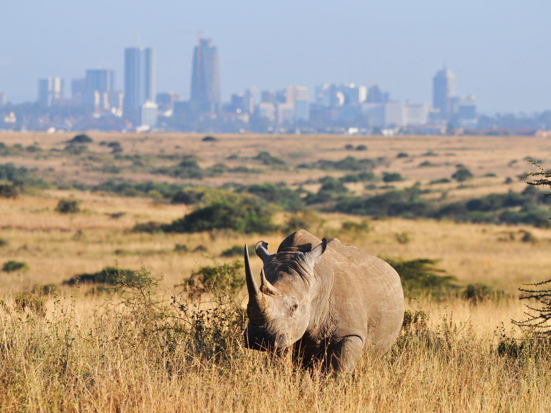 Nairobi Elephant & Giraffe Sanctuary Half-Day Excursion
