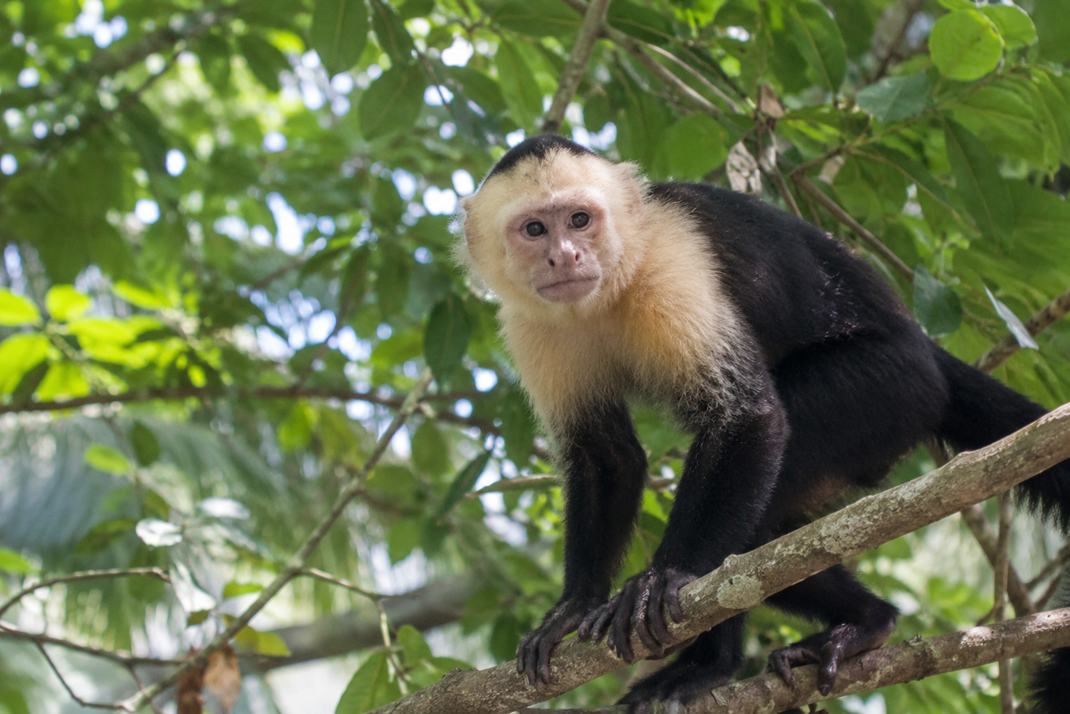 Gatun Lake Monkey Island Wildlife Expedition