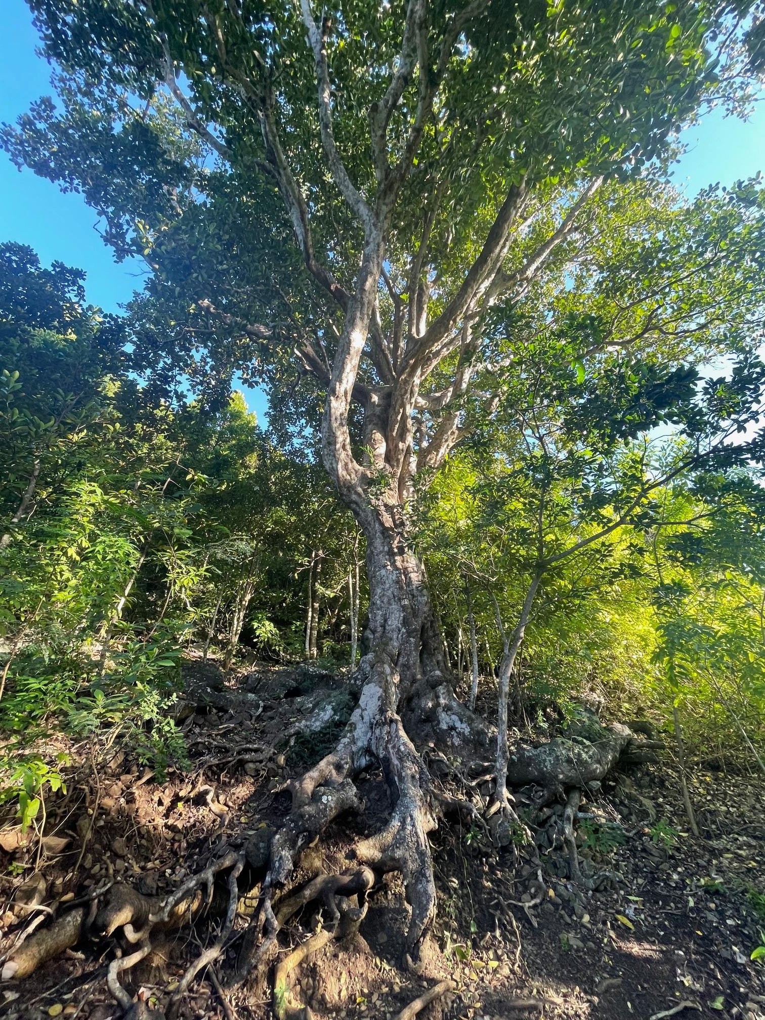 Le Morne Brabant: Private Guided Summit Hike