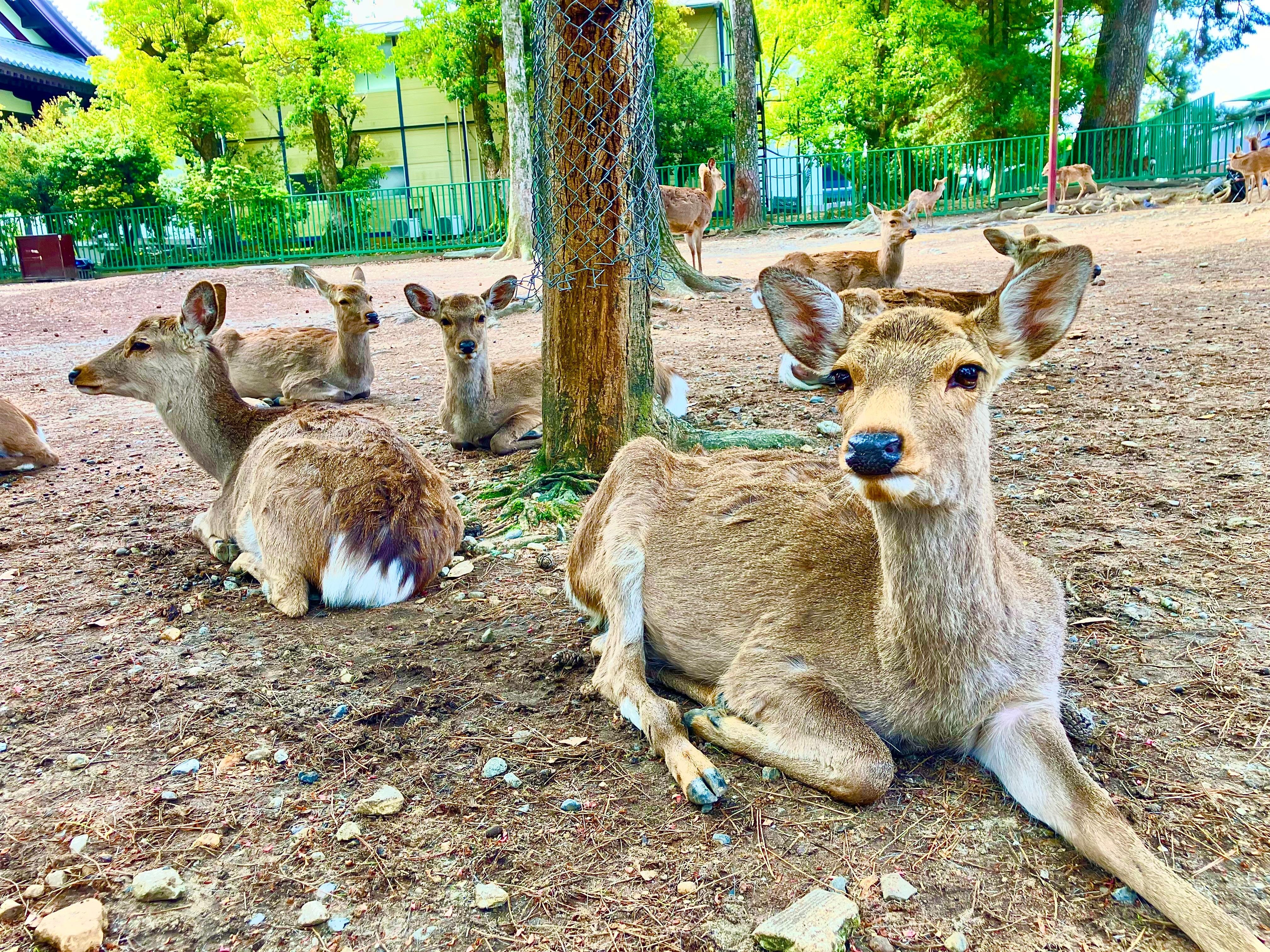 Nara: Private Tour with Deer Park & Temples (Licensed Guide) - 2026 (Verified Reviews)