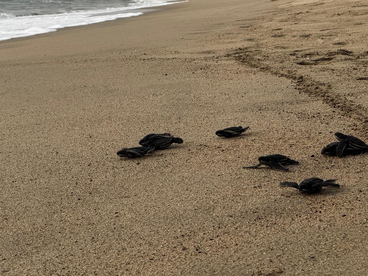Sea Turtle Release & Conservation Tour