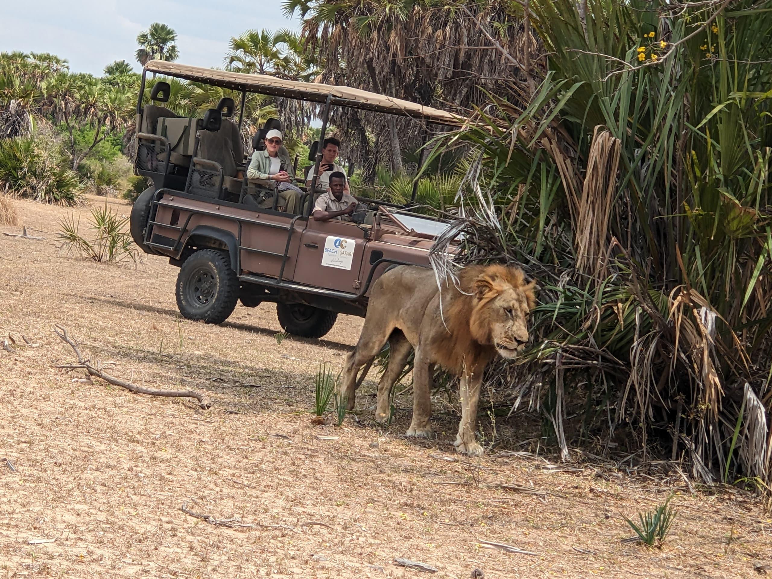 Zanzibar to Mikumi: Fly-In Safari Day Trip with Bush Lunch