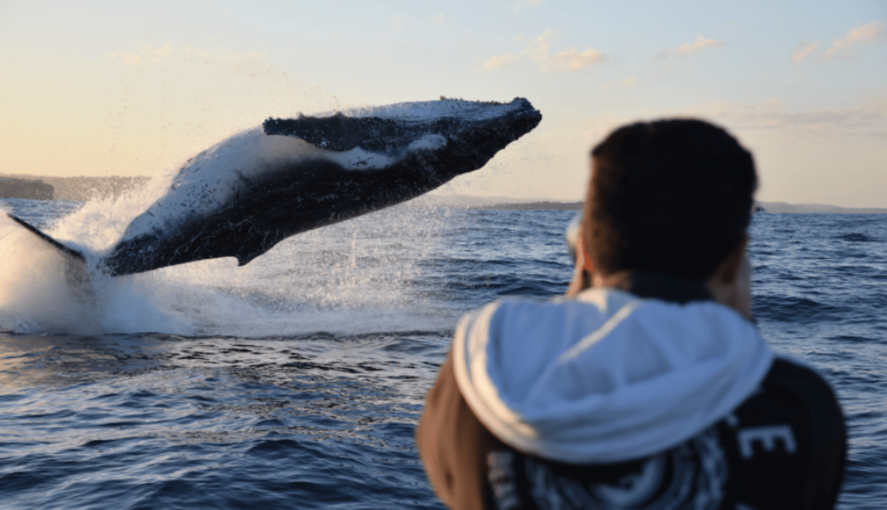 High-Speed Whale Watching Adventure