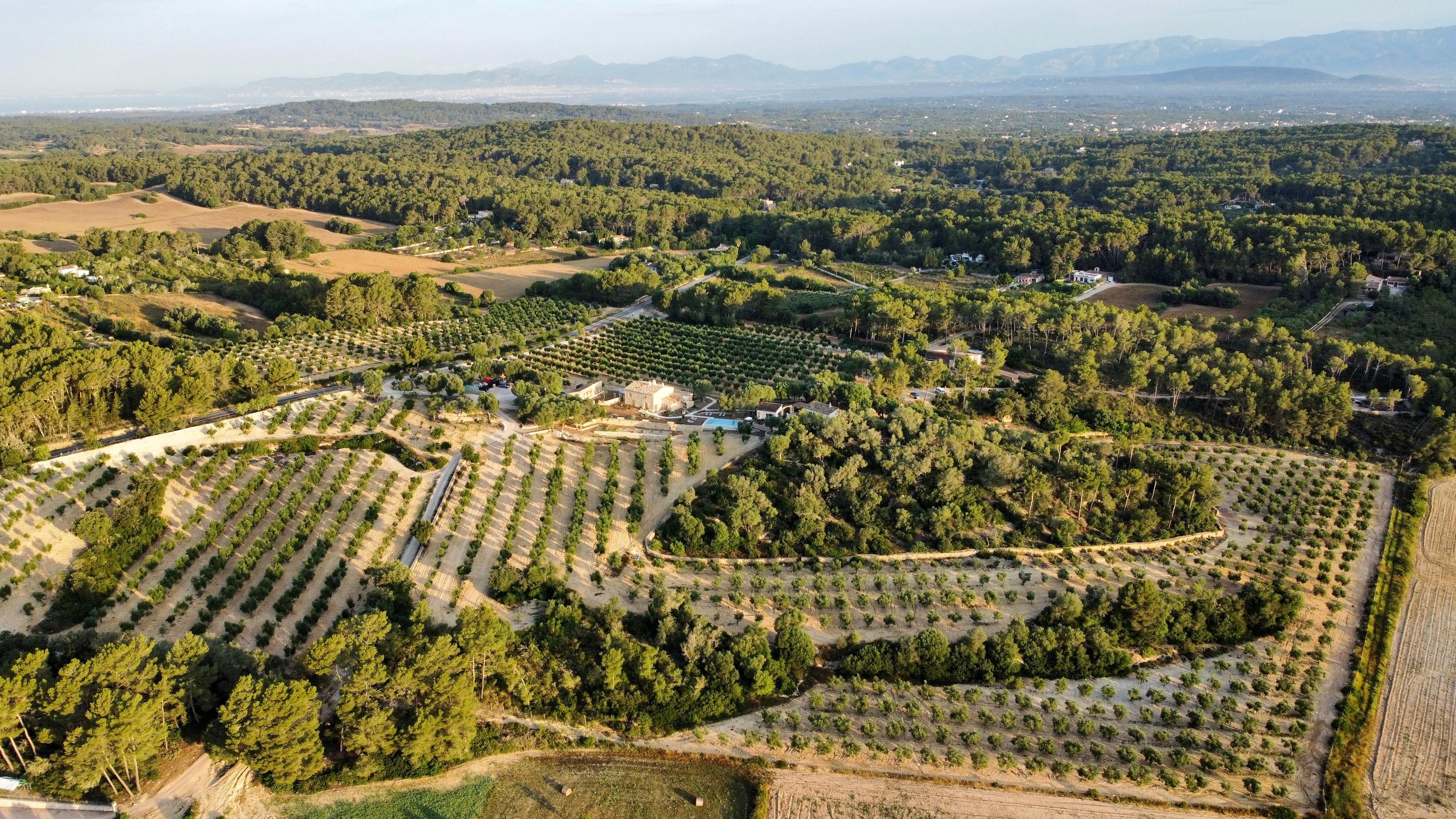 olive oil tasting in Mallorca — photo 1