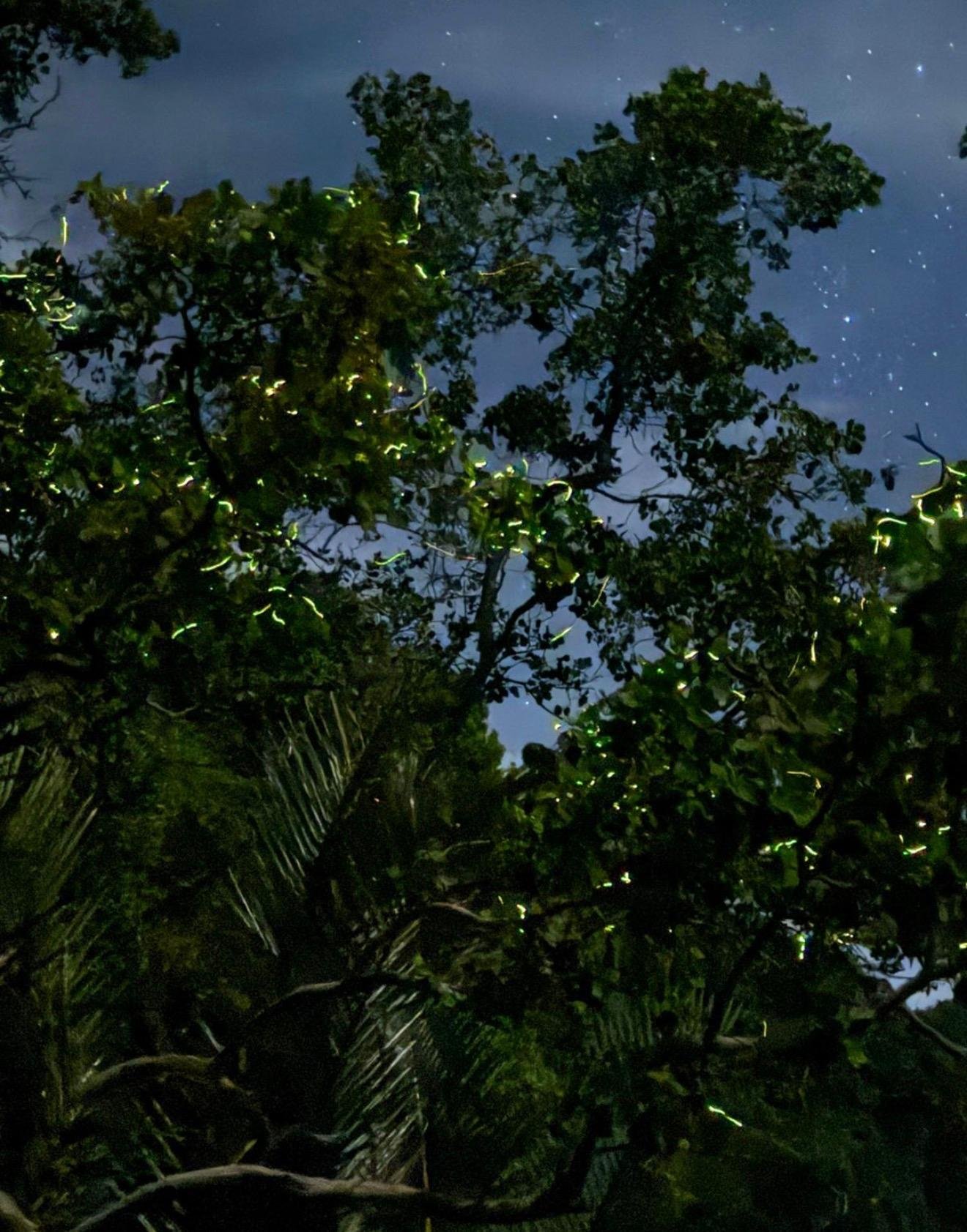 Panglao Firefly River Cruise with Transfers