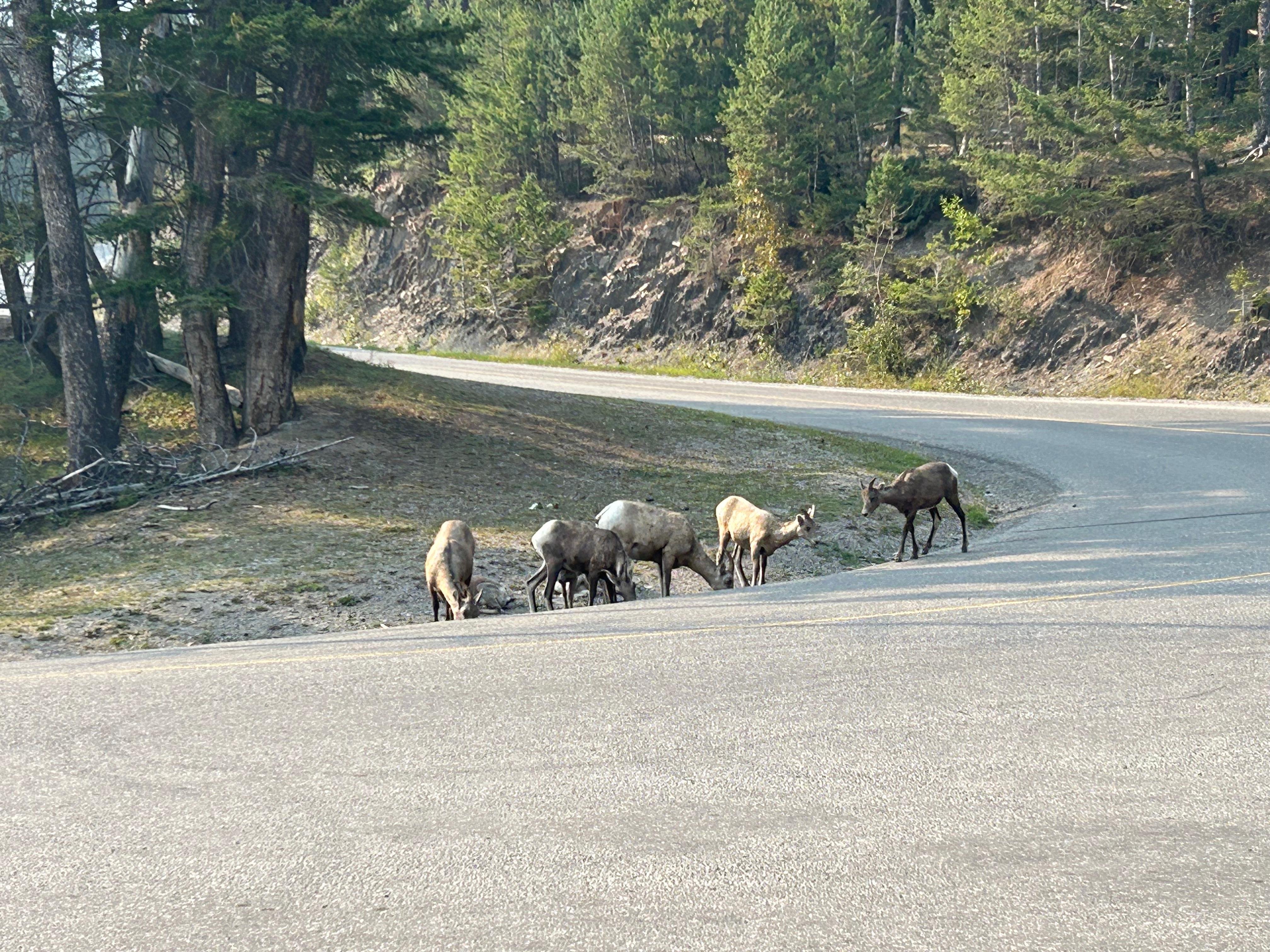 Calgary to Banff transfer transfer route — Lake Louise, Moraine Lake and Johnston Canyon — image 11