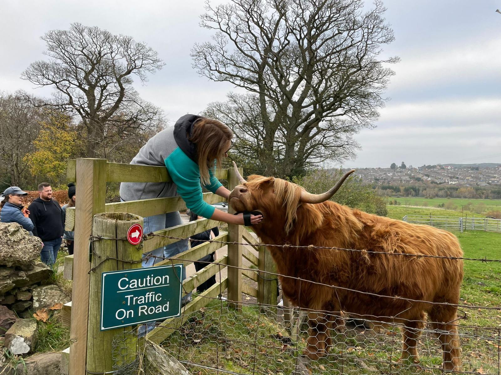 Highland Cows, Craigmillar Castle & Melrose Tour from Edinburgh