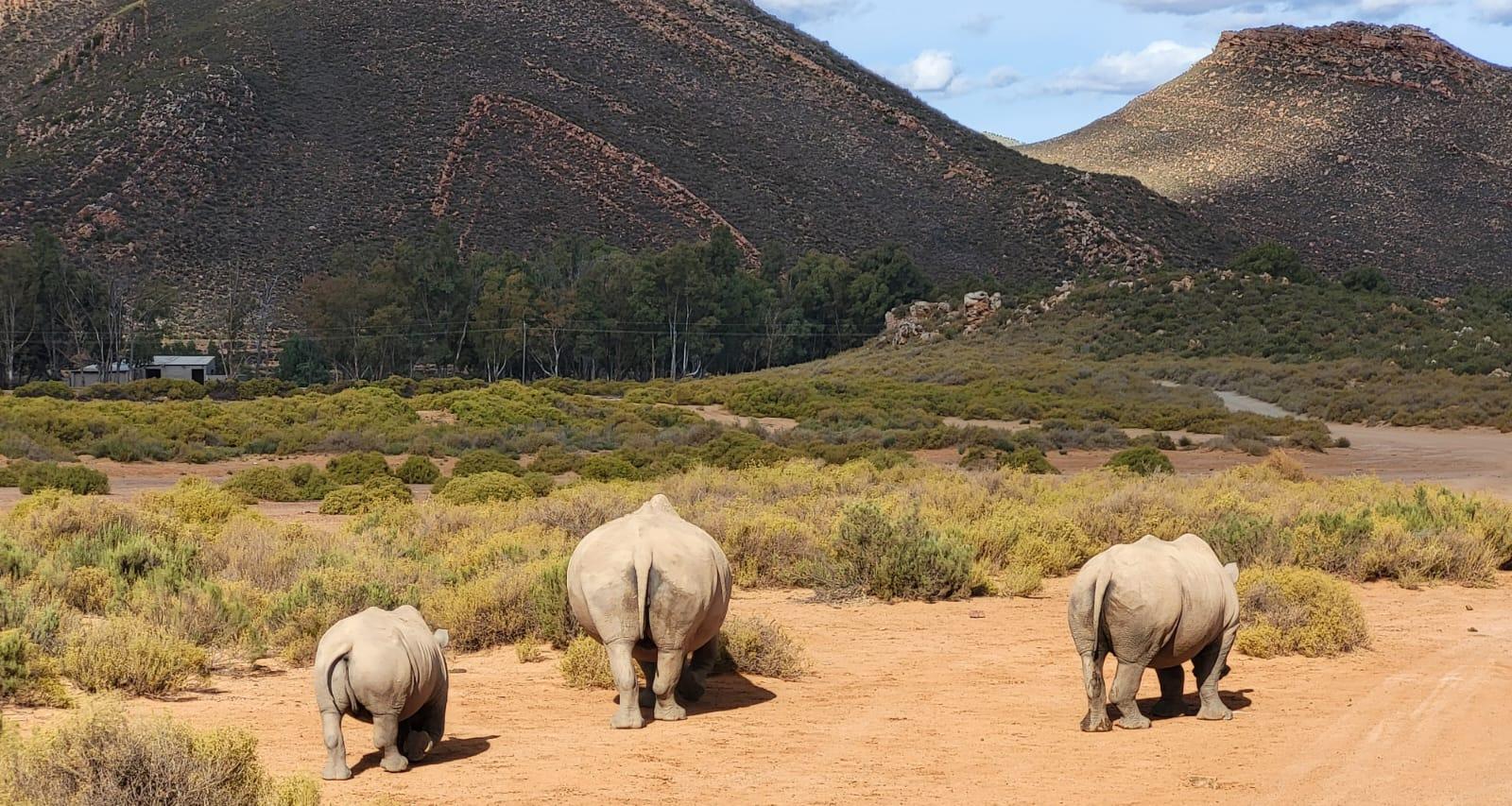 Cape Town Big Five Sunset Safari with Buffet & Hotel Transfers