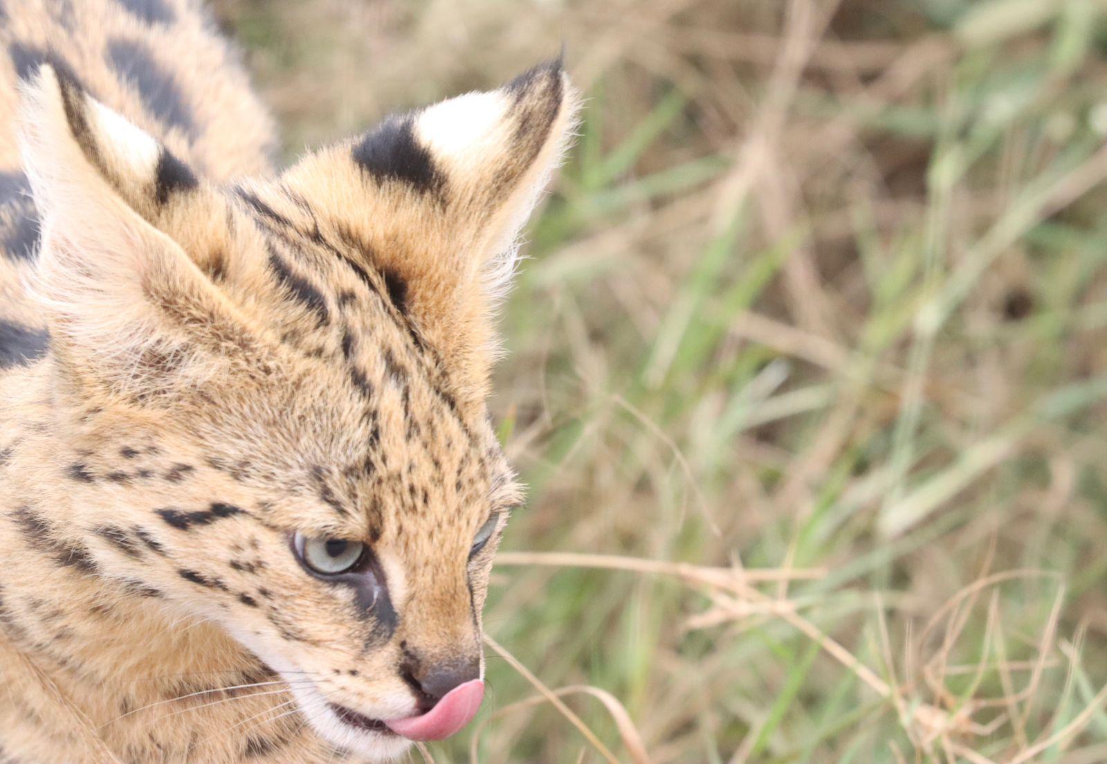 Nairobi Safari: National Park, Elephant Orphanage & Giraffe Center