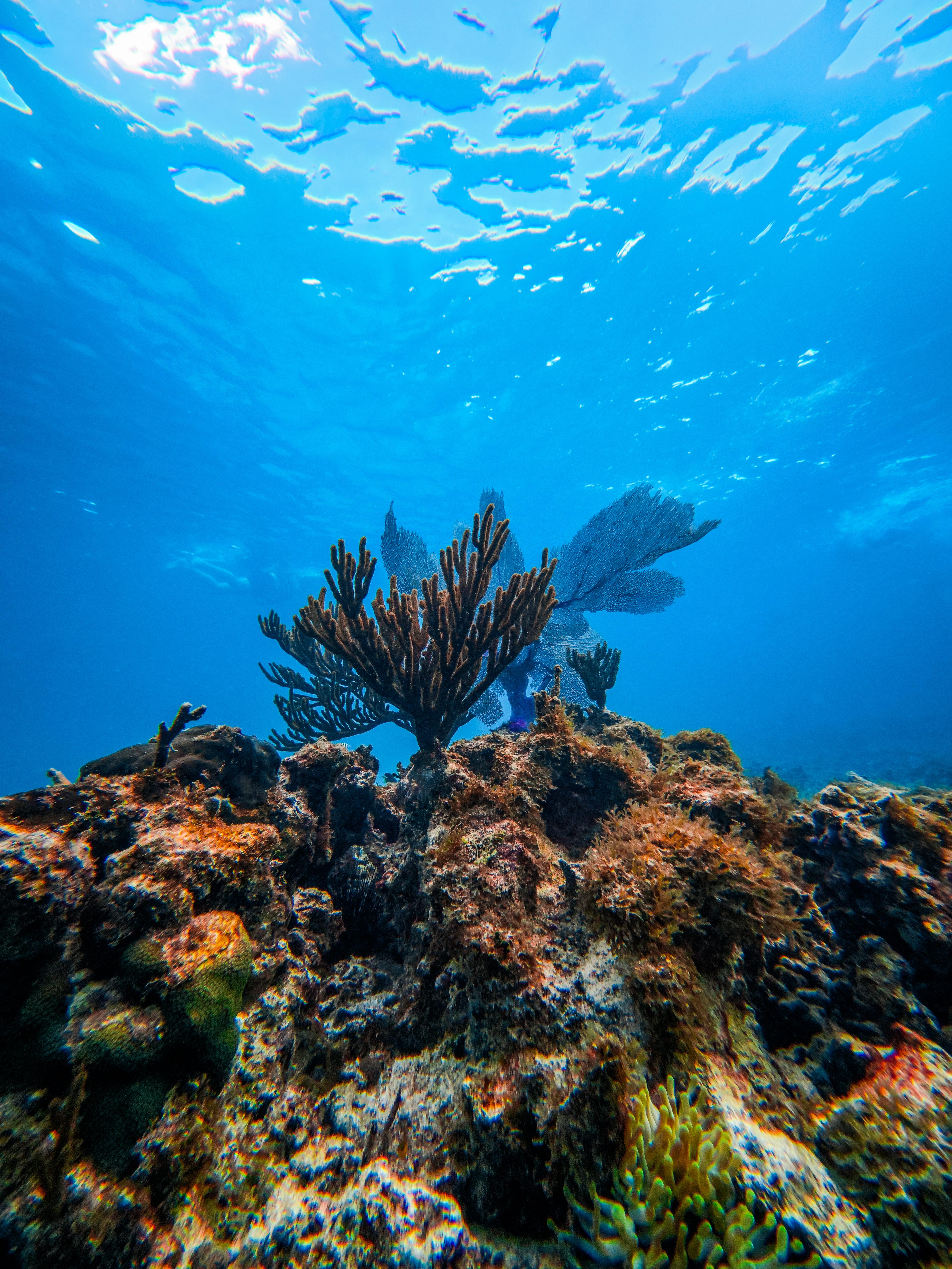 Tulum Ocean Snorkel: Sea Turtles, Coral Reef & Ruins View