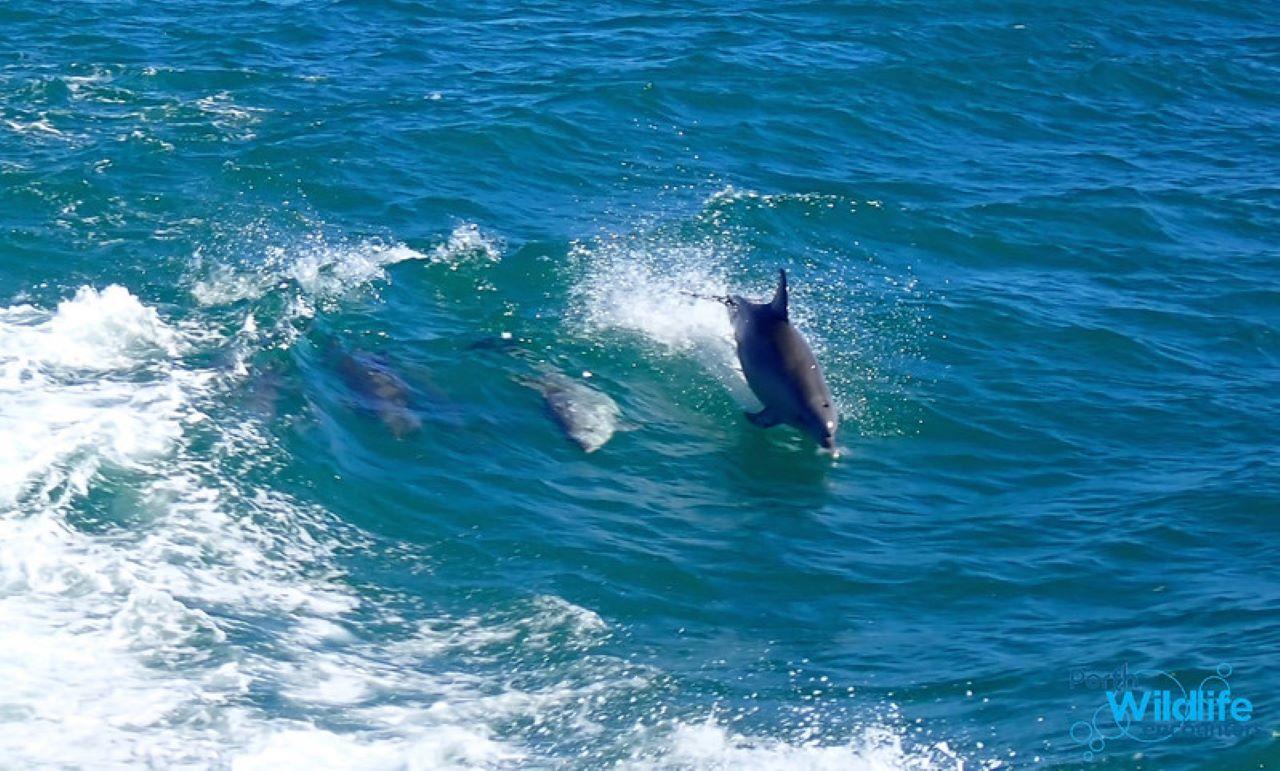 Shoalwater Islands Marine Wildlife Cruise