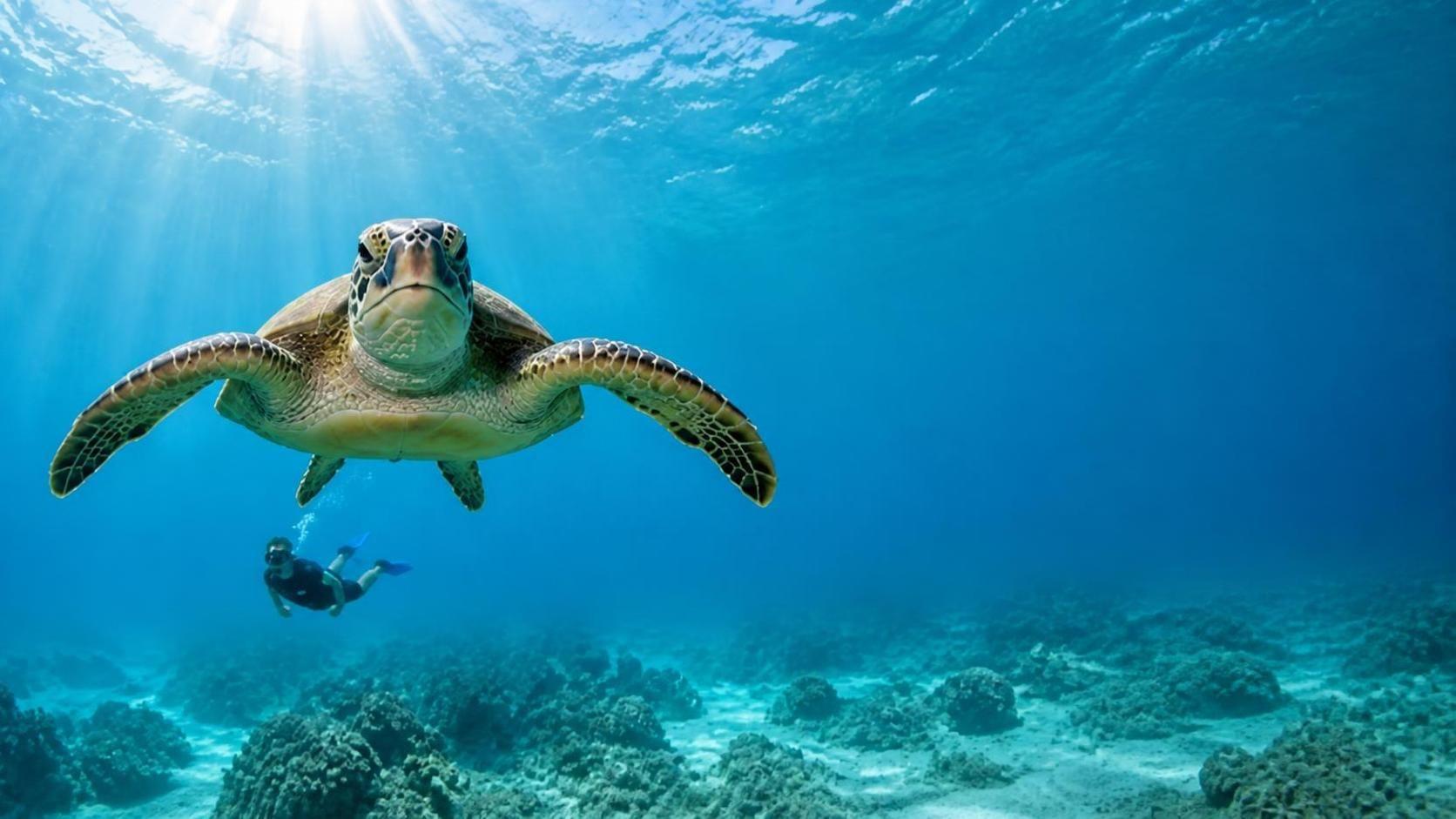 Daymaniyat Islands Snorkeling & Kayaking with Sea Turtles