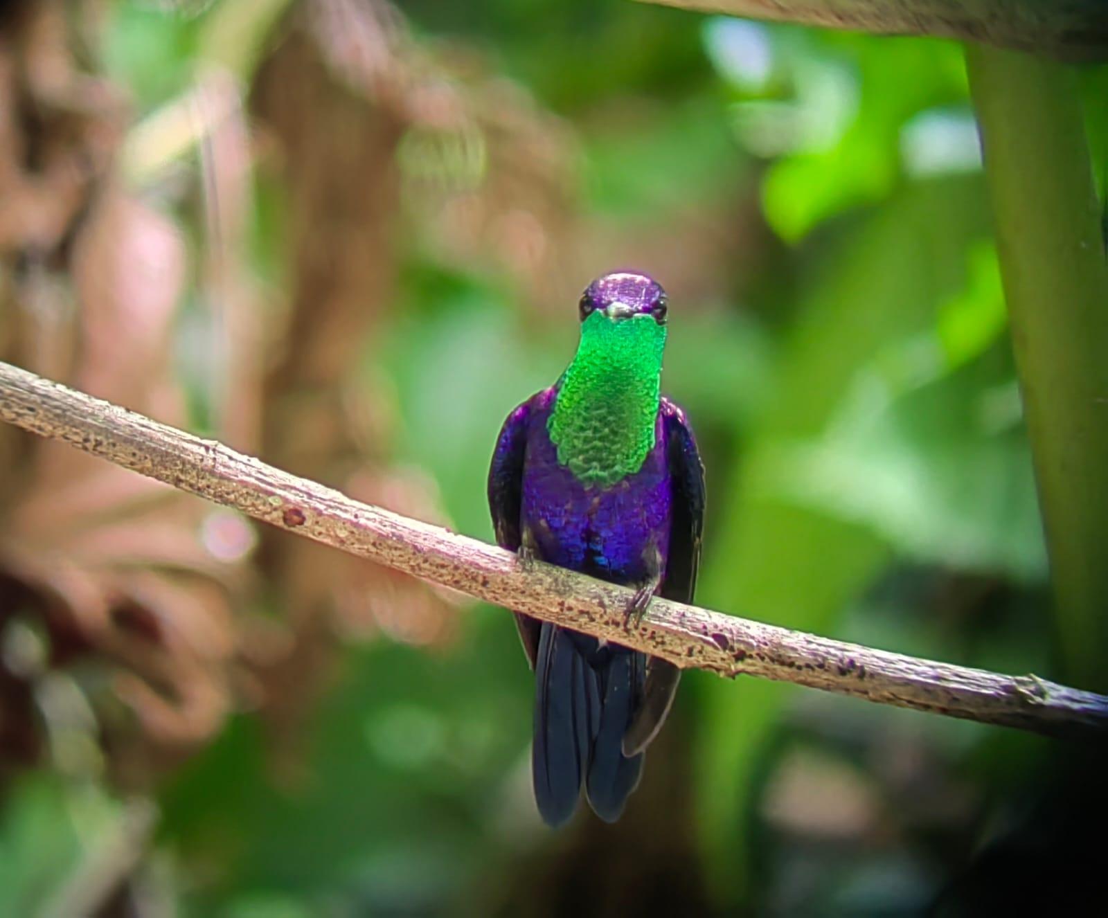 Manuel Antonio National Park: Wildlife Guided Tour with Entrance Fee