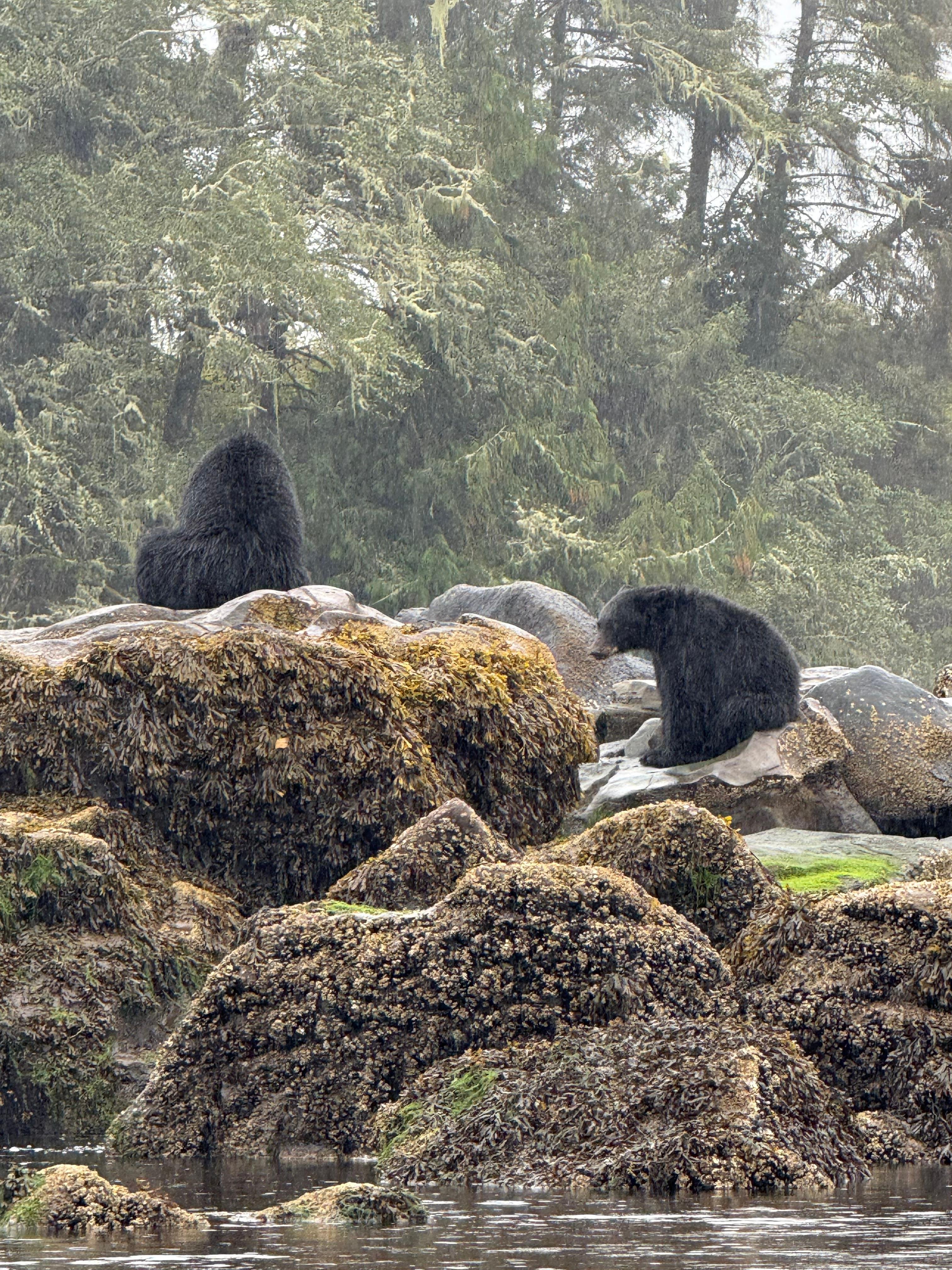 Keogh River Bear & Wildlife Kayaking Adventure