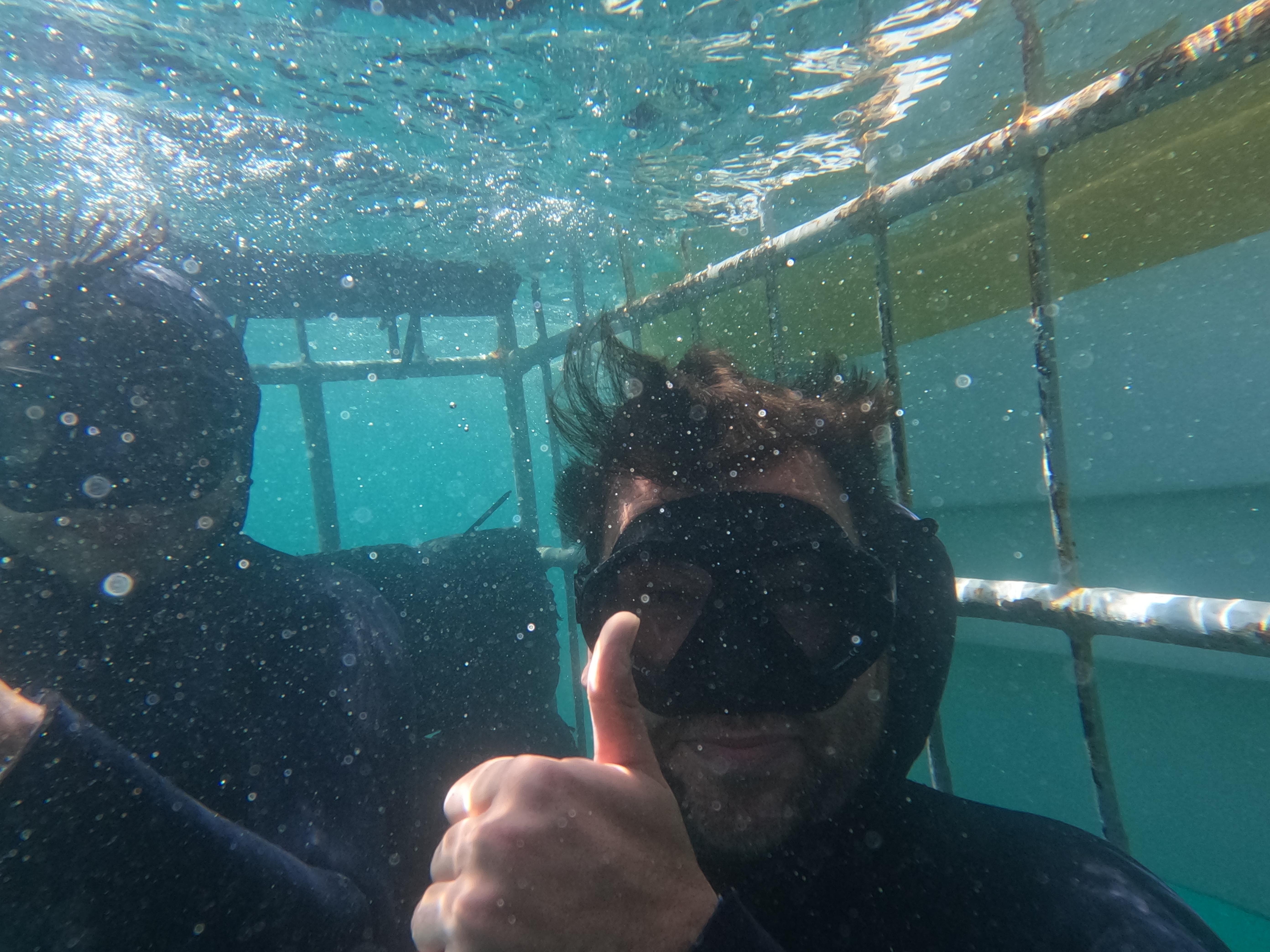 Shark Cage Diving from Cape Town or Hermanus – White Shark Projects