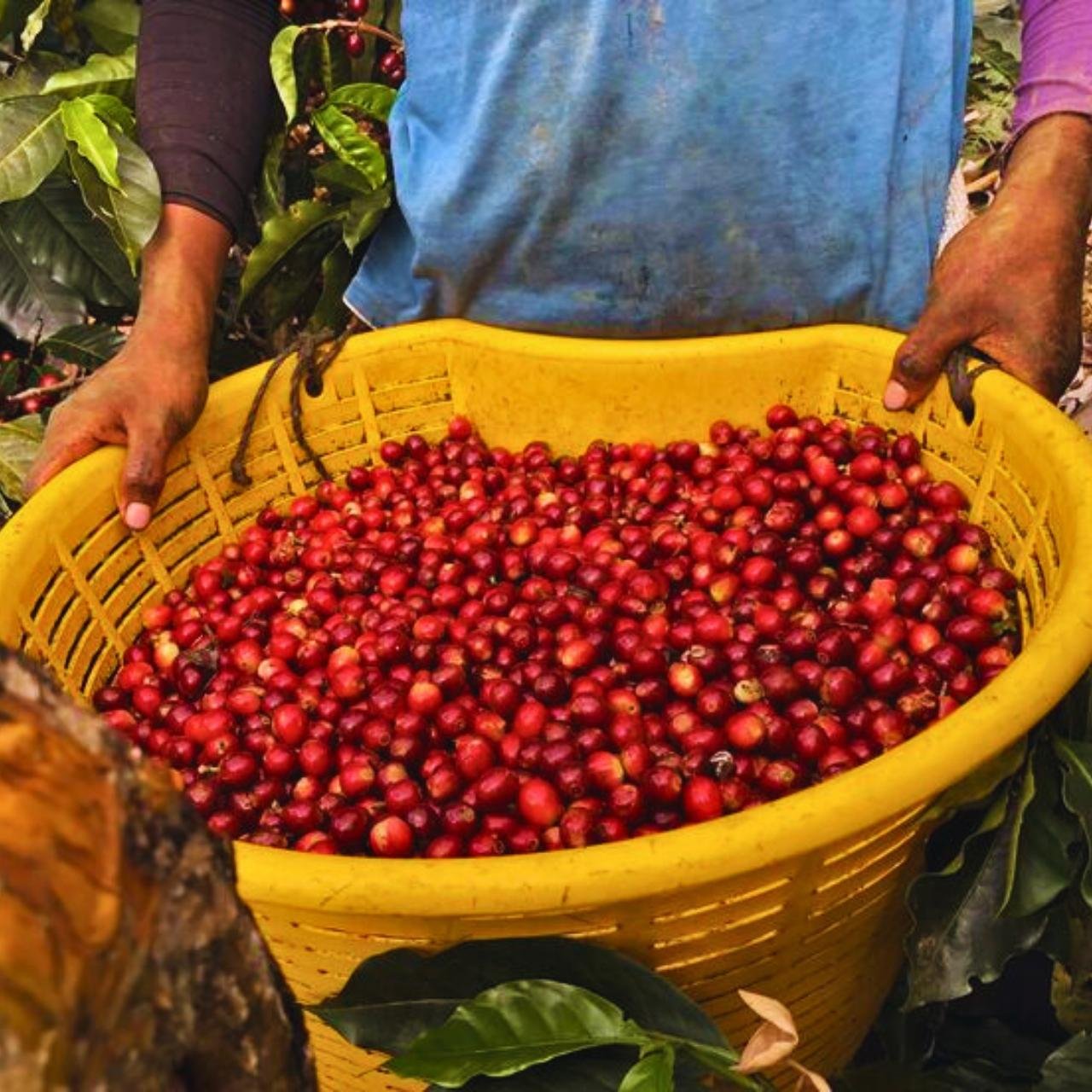 Minca Coffee & Cocoa Farm Experience with Mountain Trek