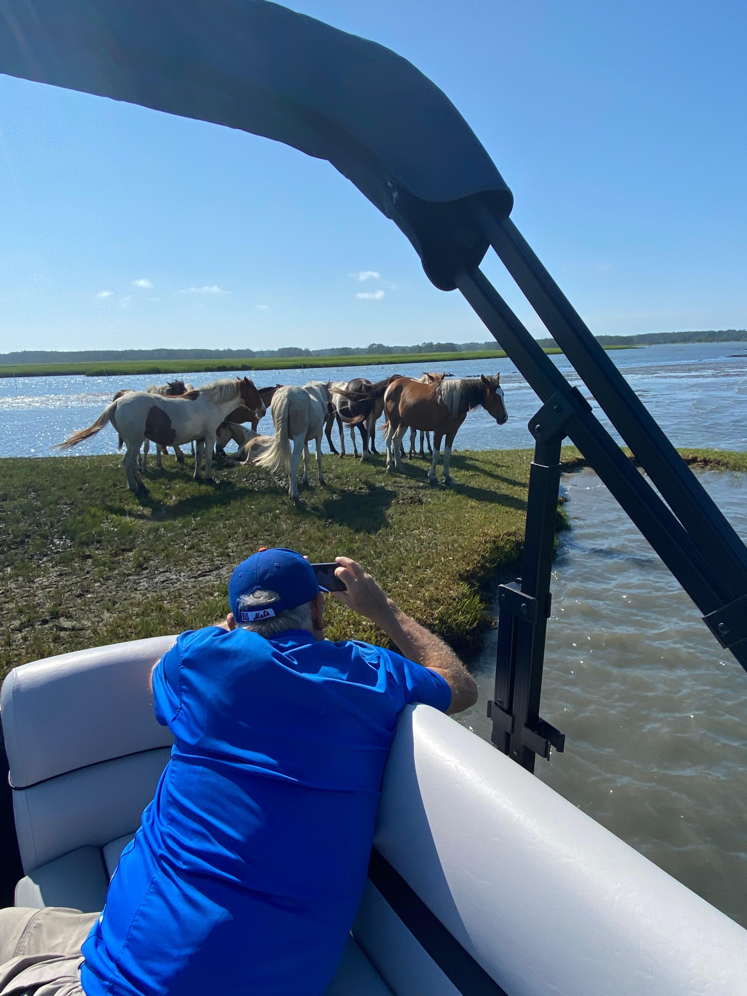 Chincoteague Wild Pony & Coastal Wildlife Boat Adventure