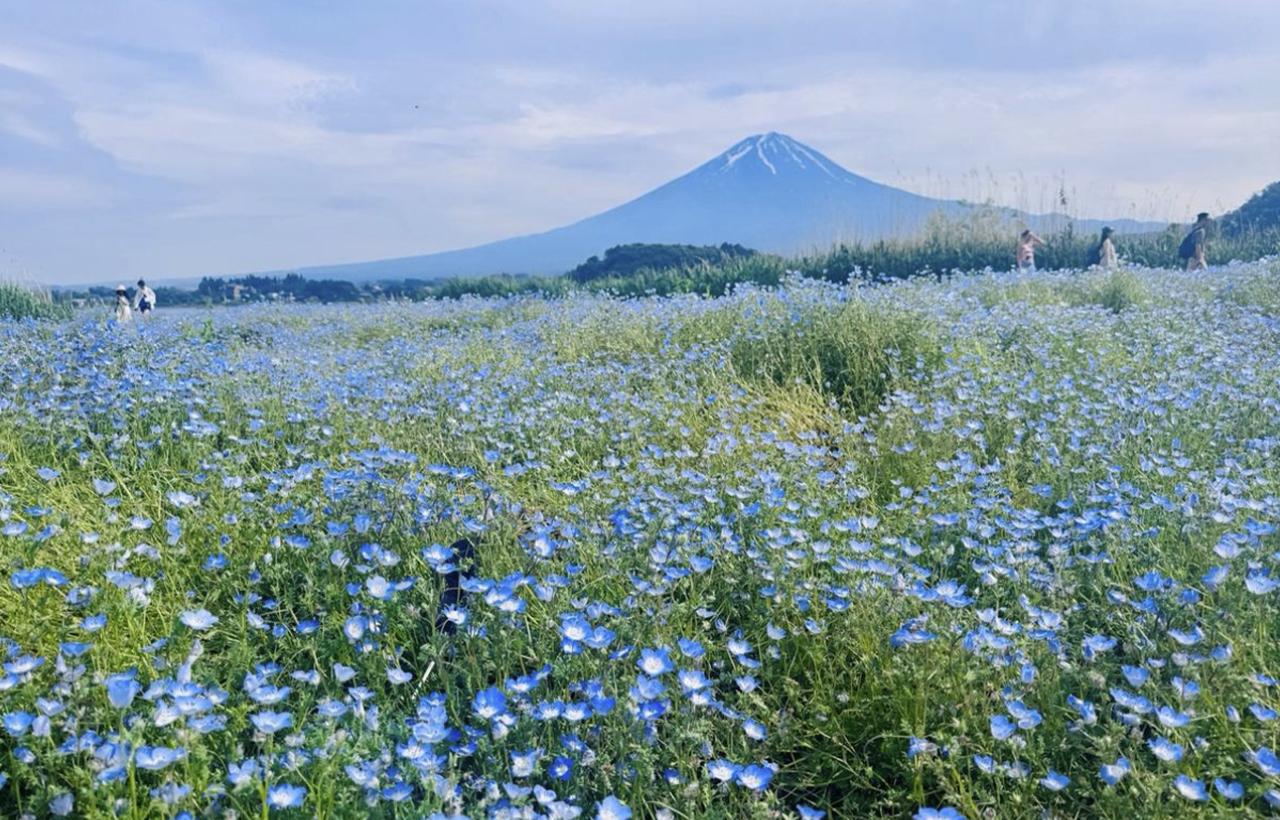 Mt. Fuji & Lake Kawaguchiko Full-Day Tour with Ropeway & Matcha