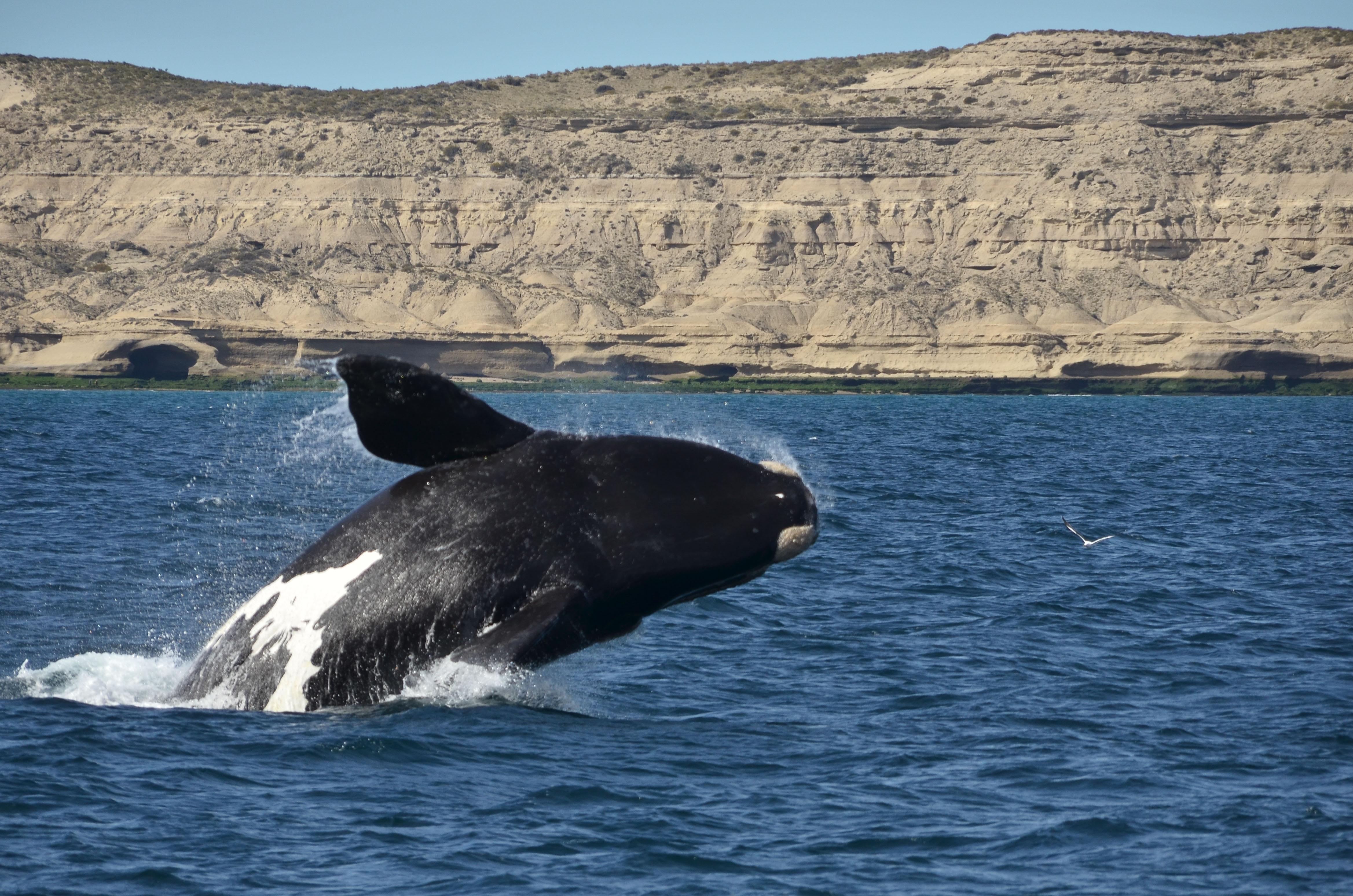Southern Right Whale Watching Excursion