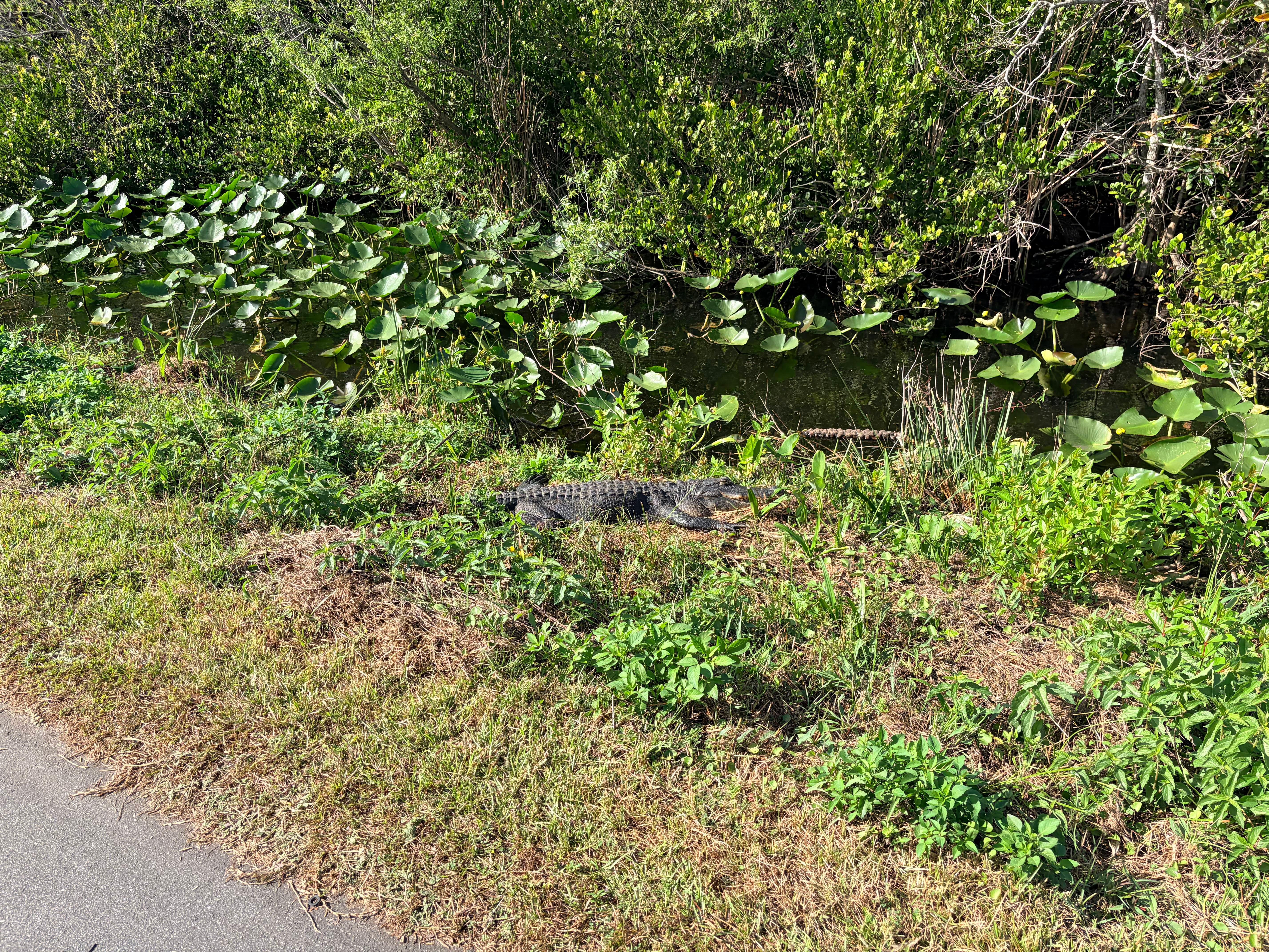 Everglades E-Bike & Wildlife Expedition from Miami
