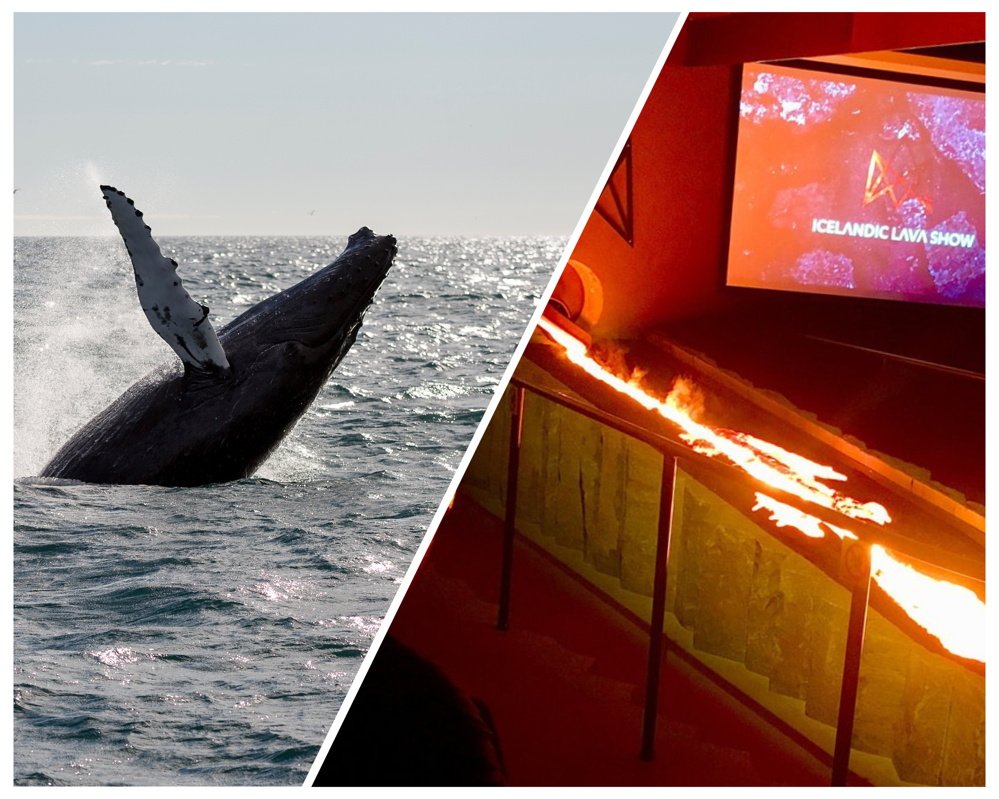 Faxaflói Bay Whale Watching & Live Lava Show Combo