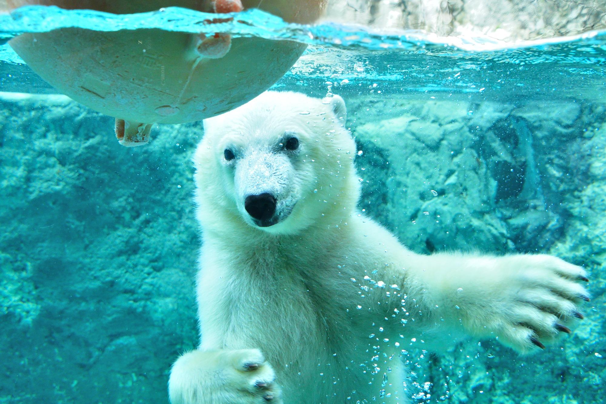 Hokkaido Wildlife & Blue Pond Discovery from Sapporo