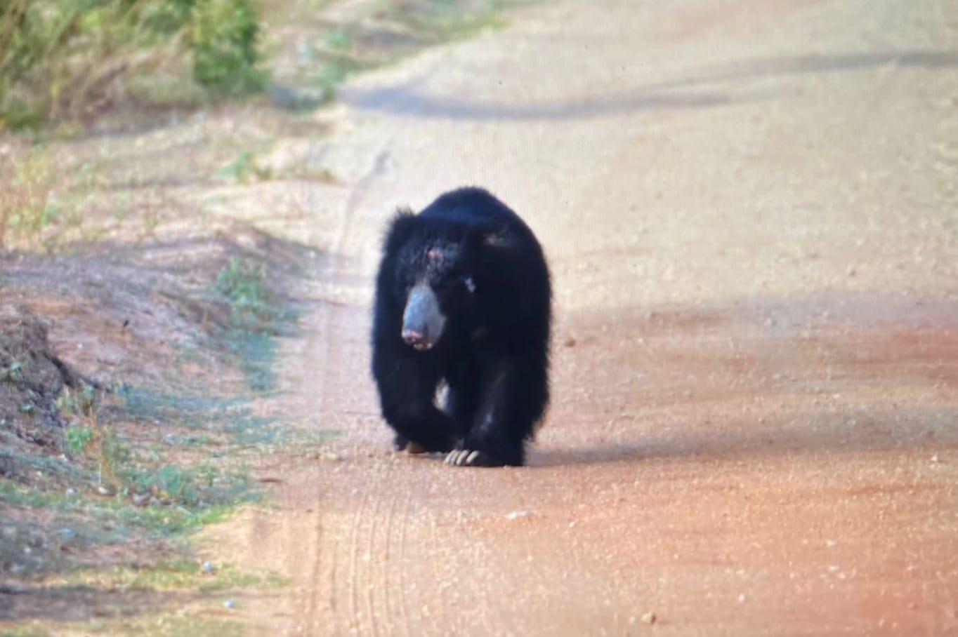 Full-Day Wilpattu National Park Safari Adventure
