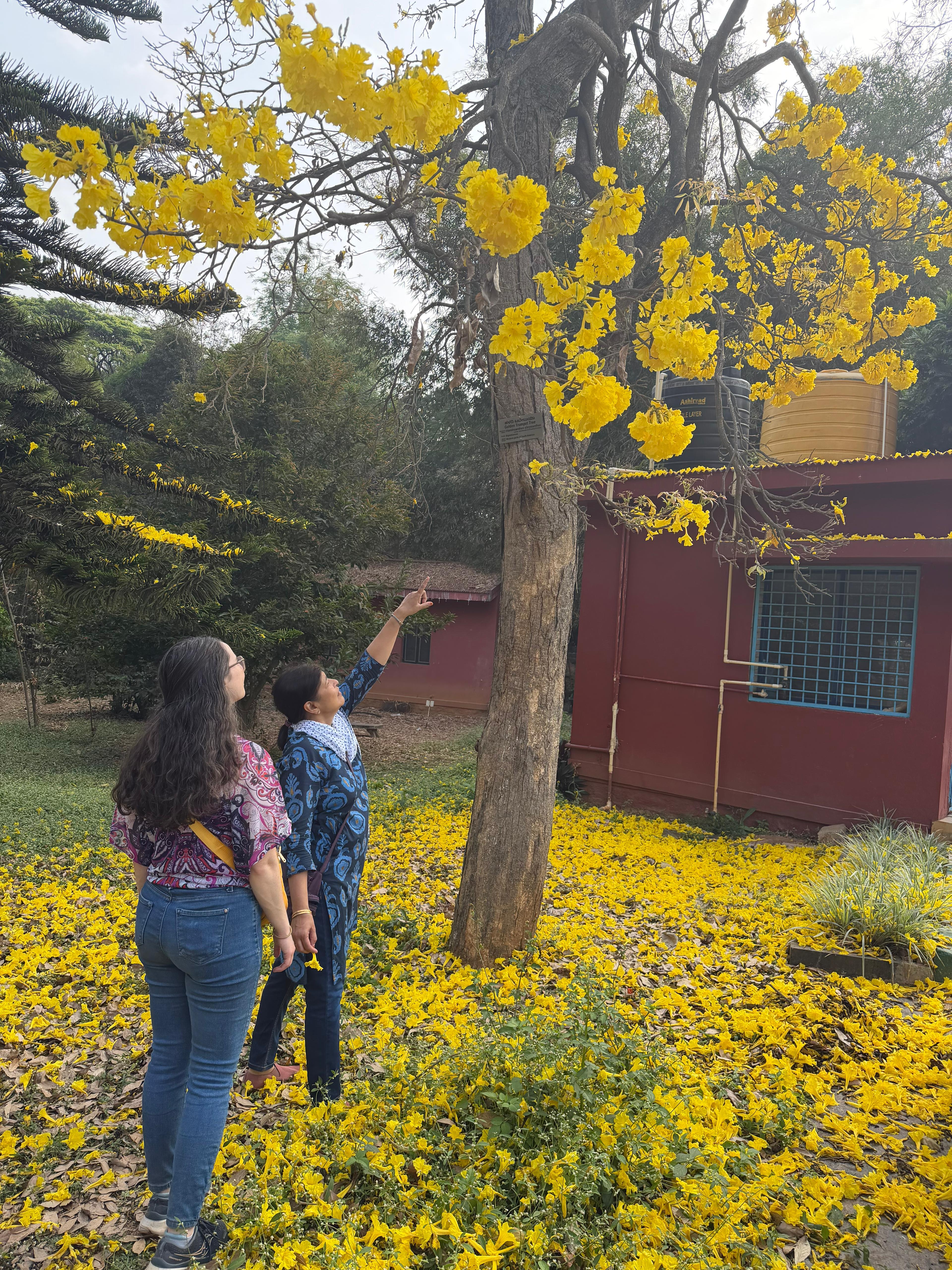 Lalbagh Botanical Garden Nature Walk & Breakfast