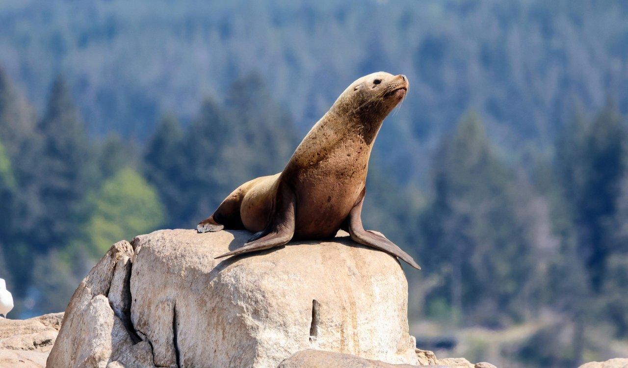 Vancouver whale watching tour — orcas and marine wildlife in the Salish Sea — image 7