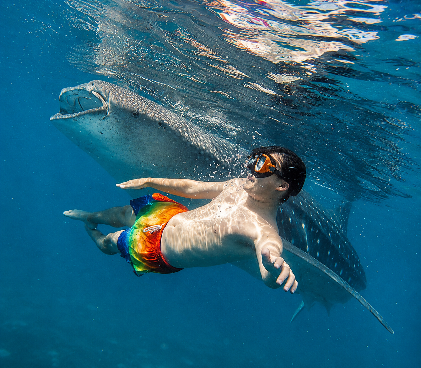 Cebu Whale Shark Swim & Kawasan Falls Canyoneering – Full-Day Adventure