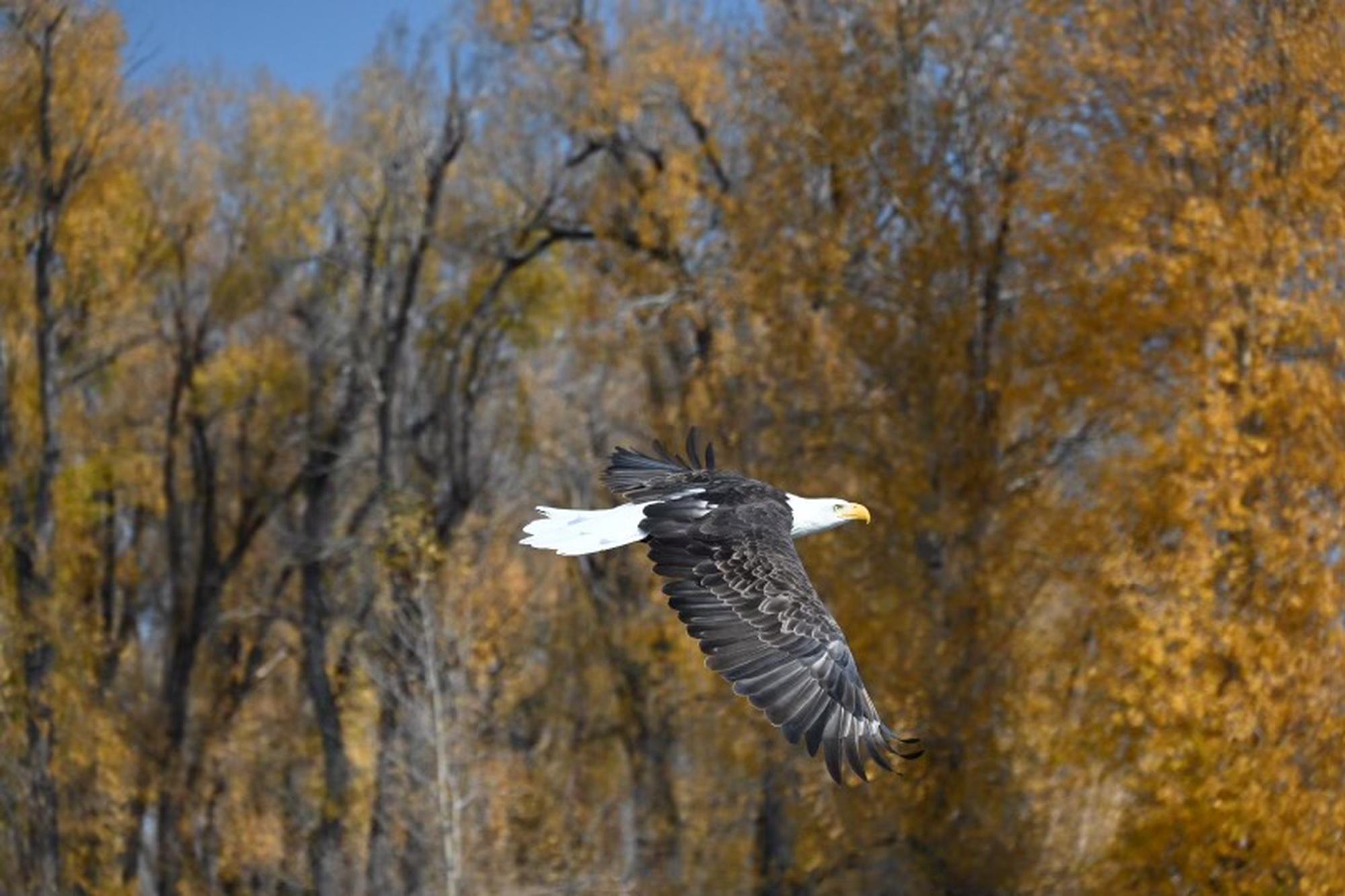 Snake River Scenic Wildlife Float Tour