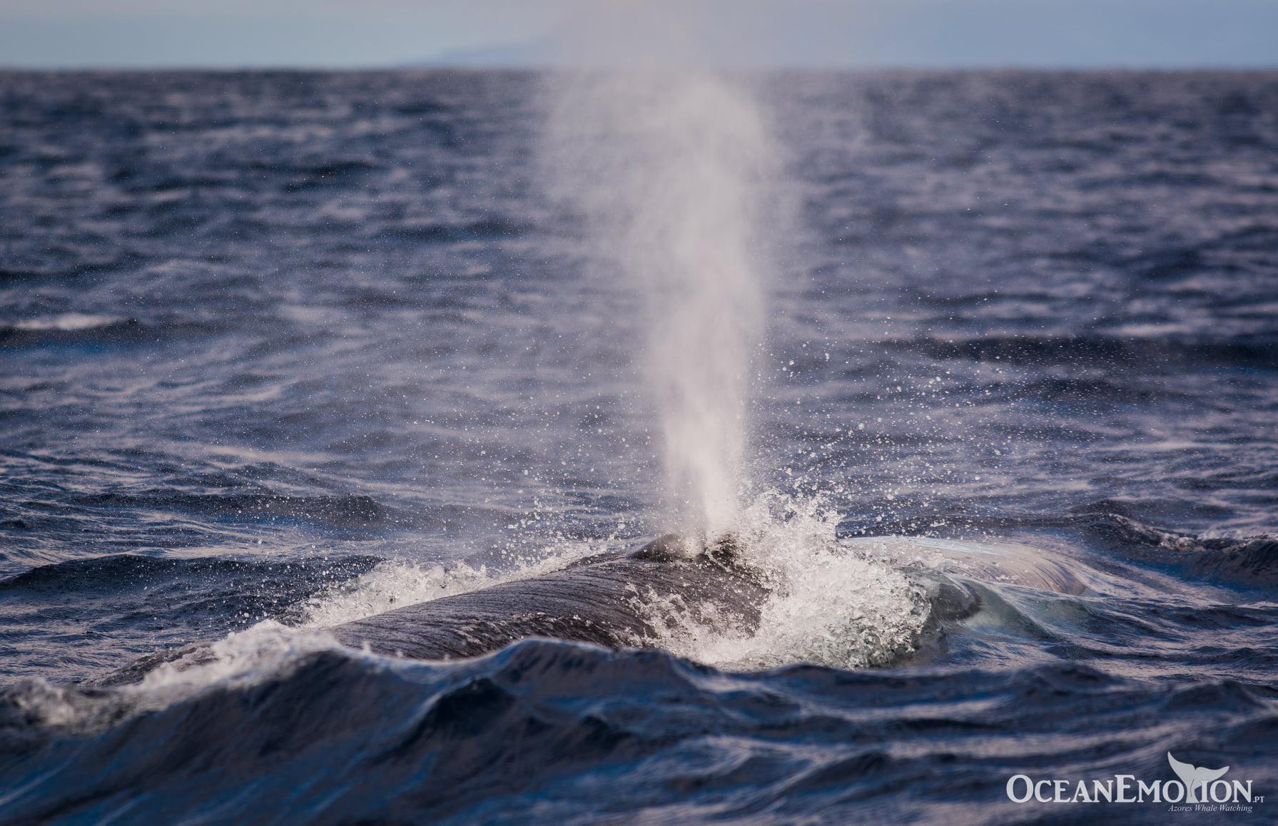 Terceira Whale Watching & Ilhéus das Cabras Exploration