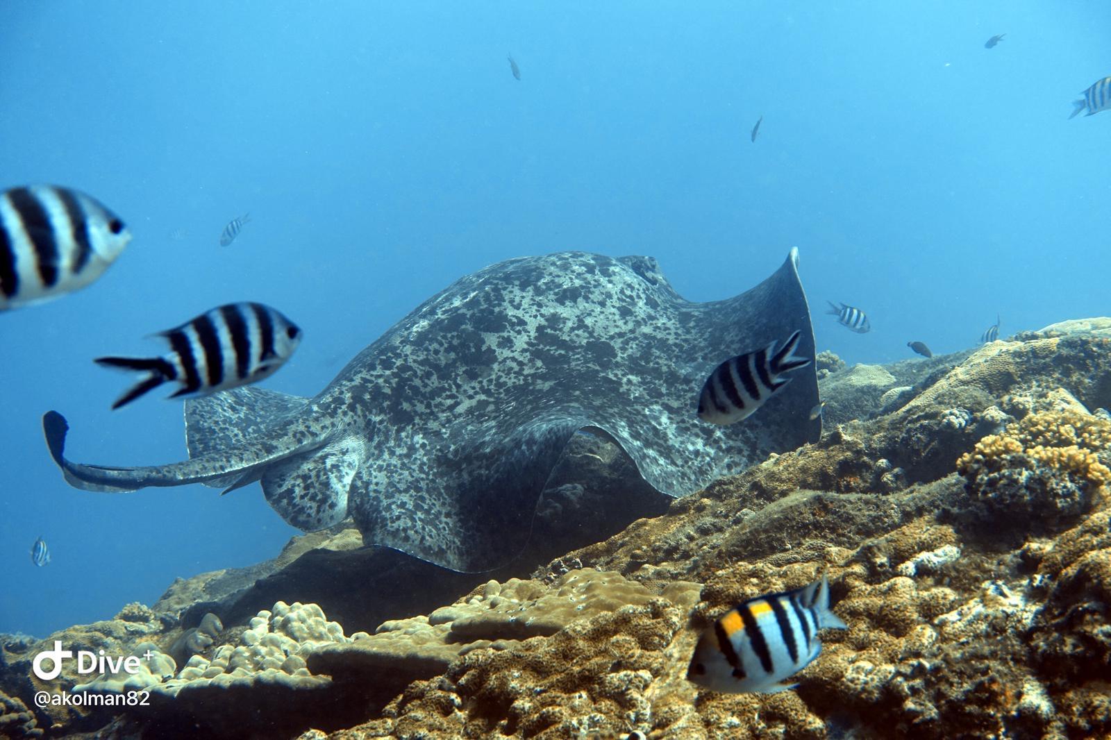 Seychelles PADI Discover Scuba Diving