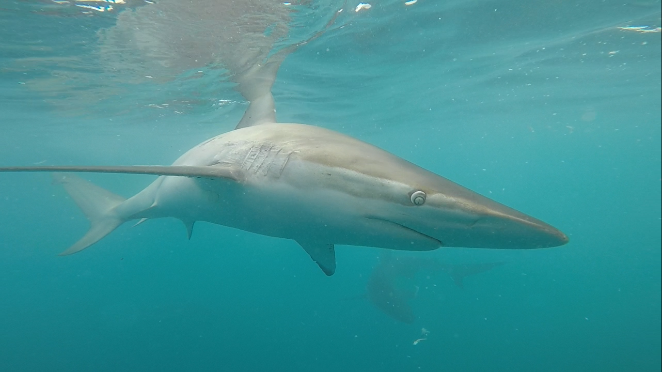 Shark Cage Diving from Cape Town or Hermanus – White Shark Projects