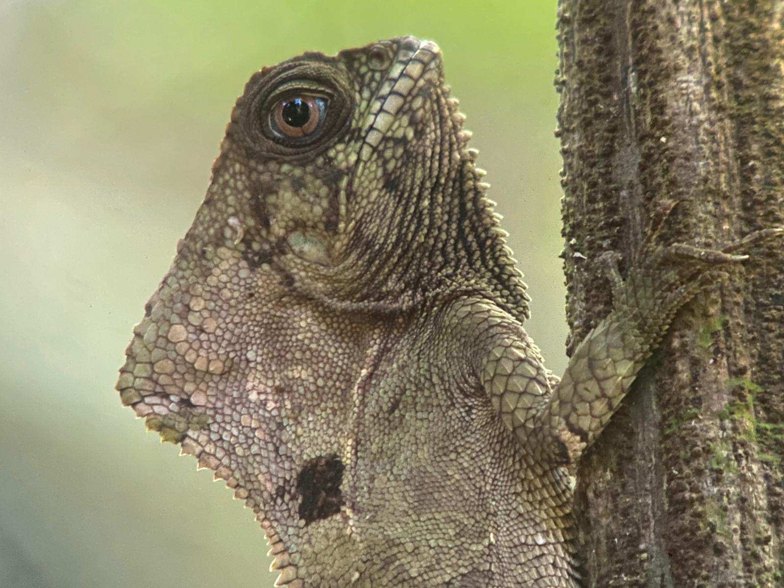 Manuel Antonio National Park: Expert-Guided Wildlife & Beach Tour