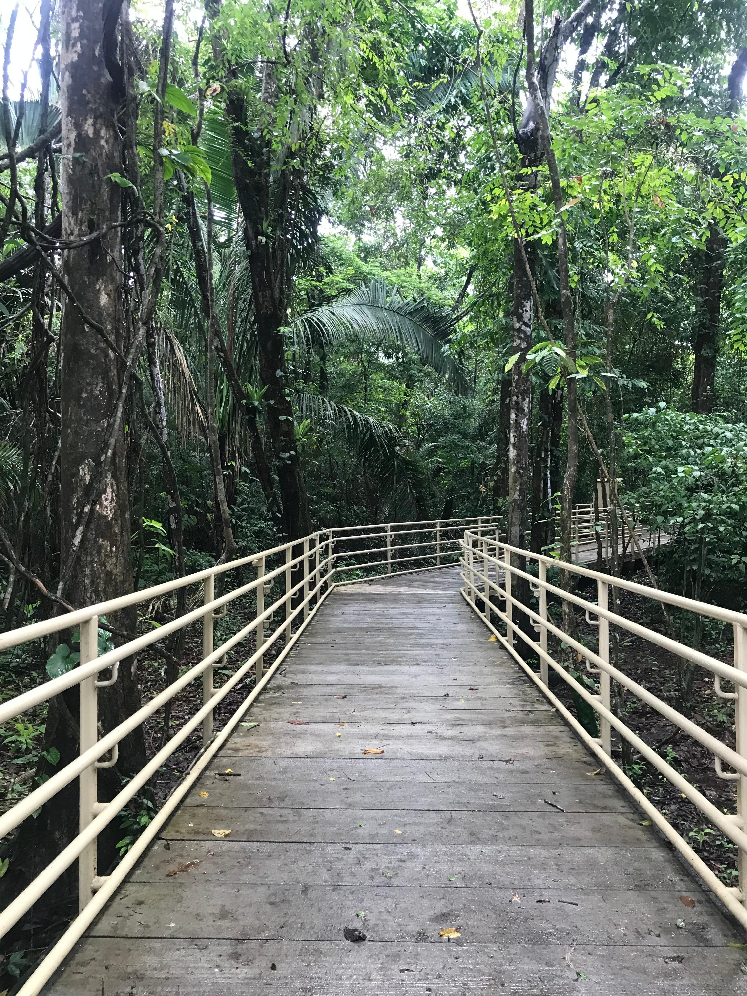 Manuel Antonio National Park: Expert-Guided Wildlife Hike