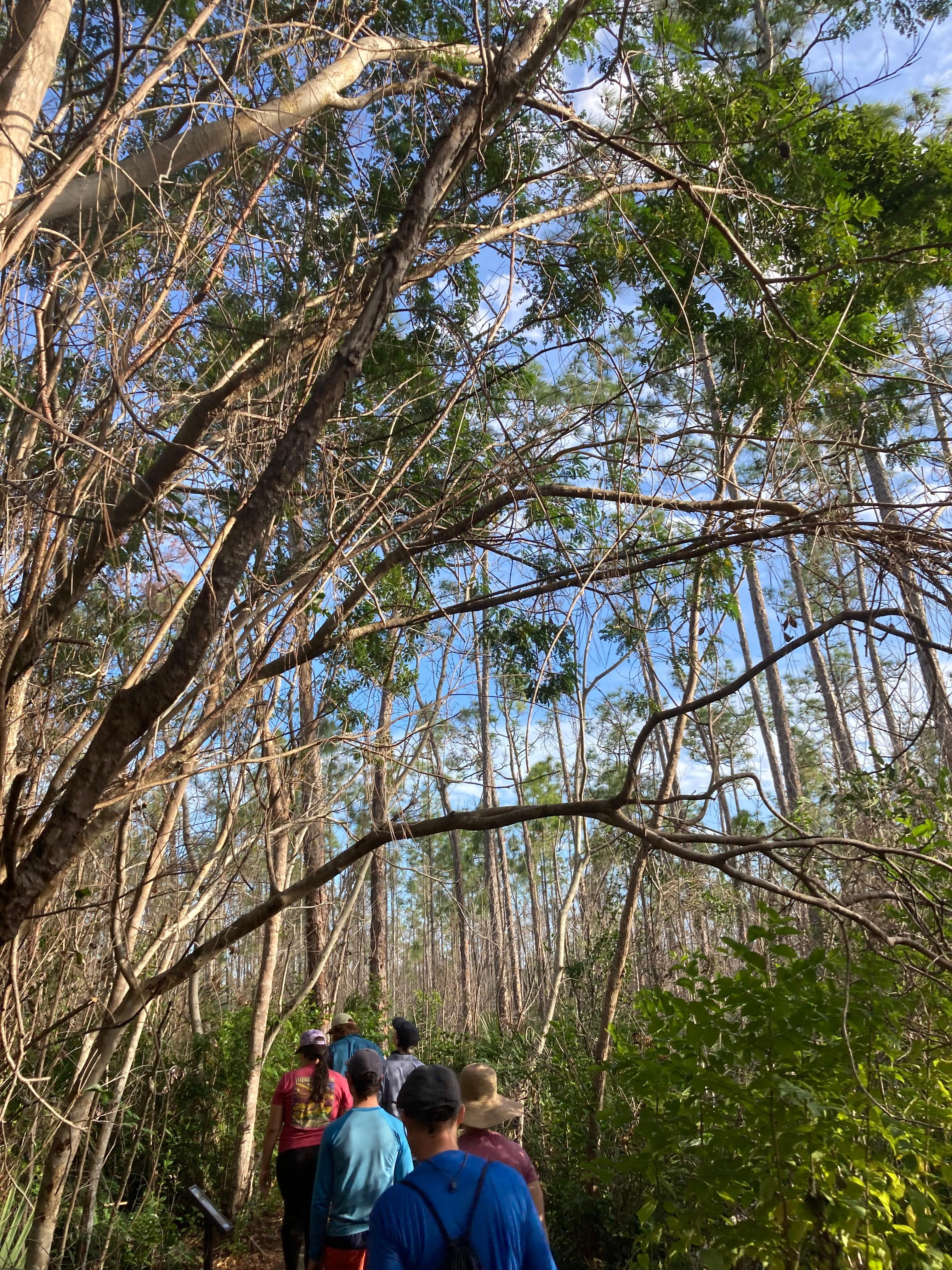 Full-Day Everglades Kayaking & Hiking Expedition from Miami