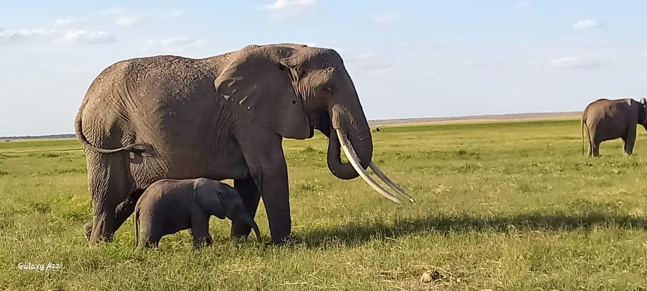 Amboseli National Park Day Safari from Nairobi