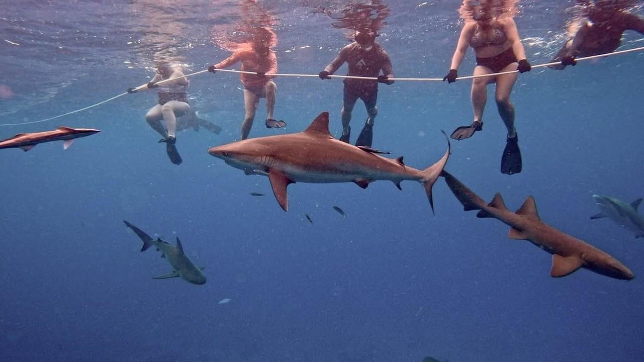 St. Thomas Shark Diving Charter