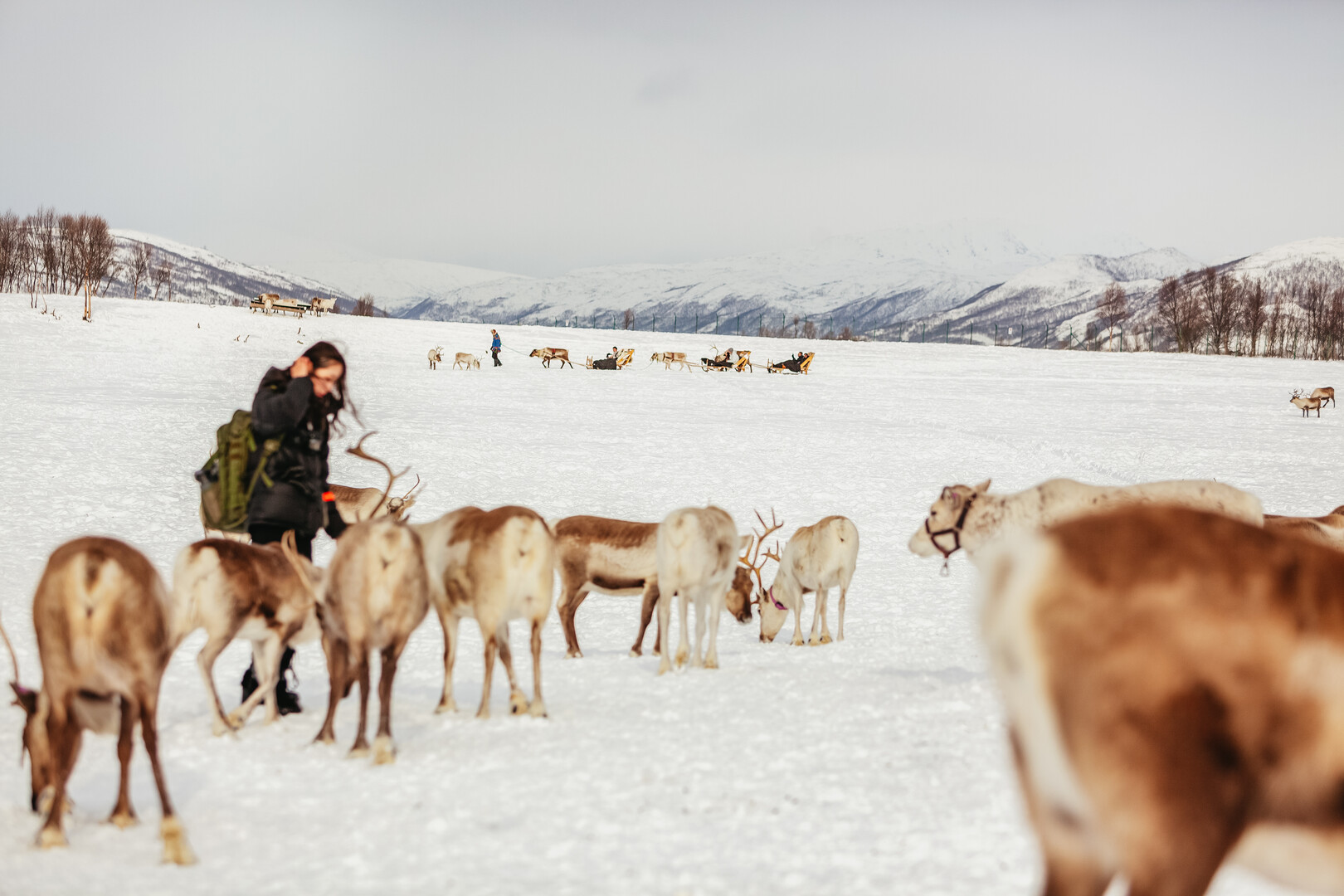 Tromso reindeer sledding and feeding tour with a Sami guide — image 22